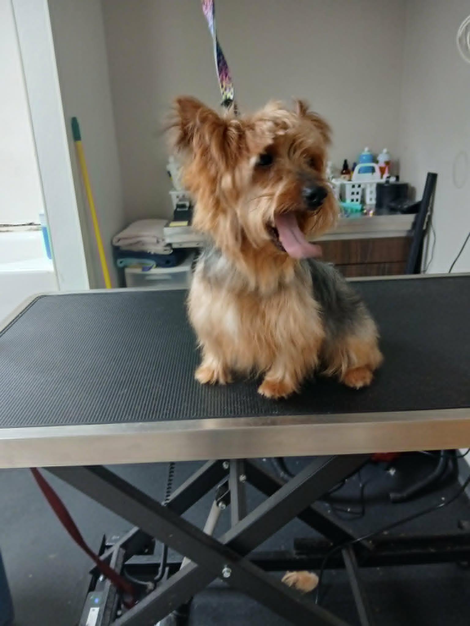 Milo, a ADOPTABLE Yorkshire Terrier in Vernon, CT image 3/6