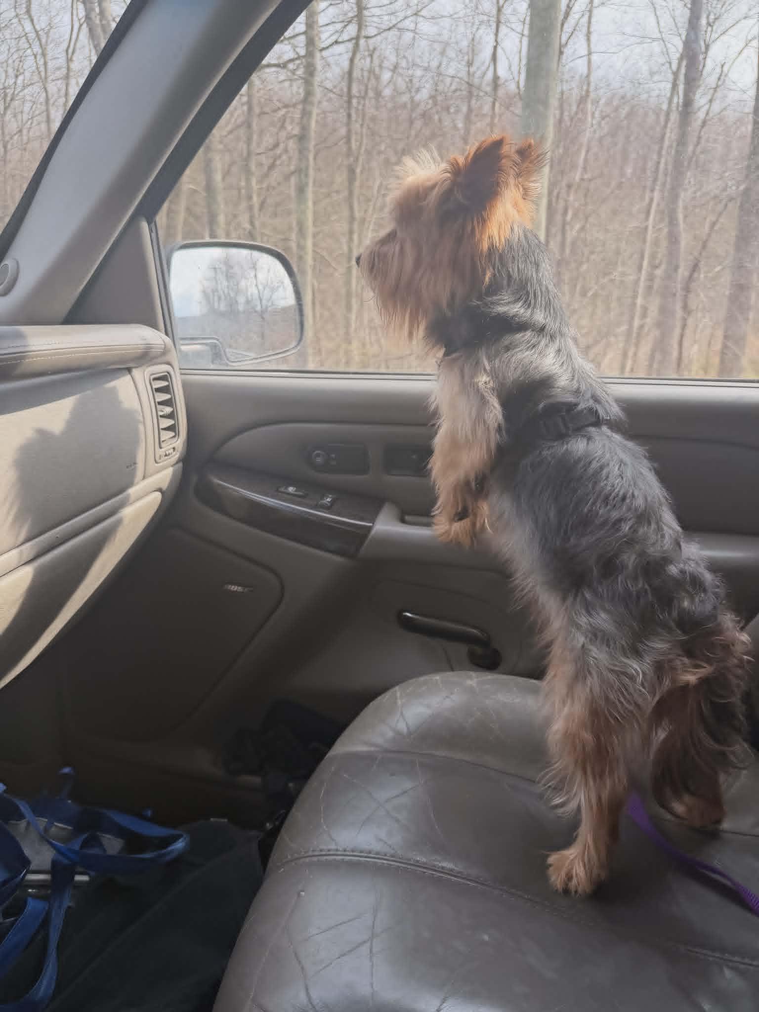 Milo, a ADOPTABLE Yorkshire Terrier in Vernon, CT image 5/6