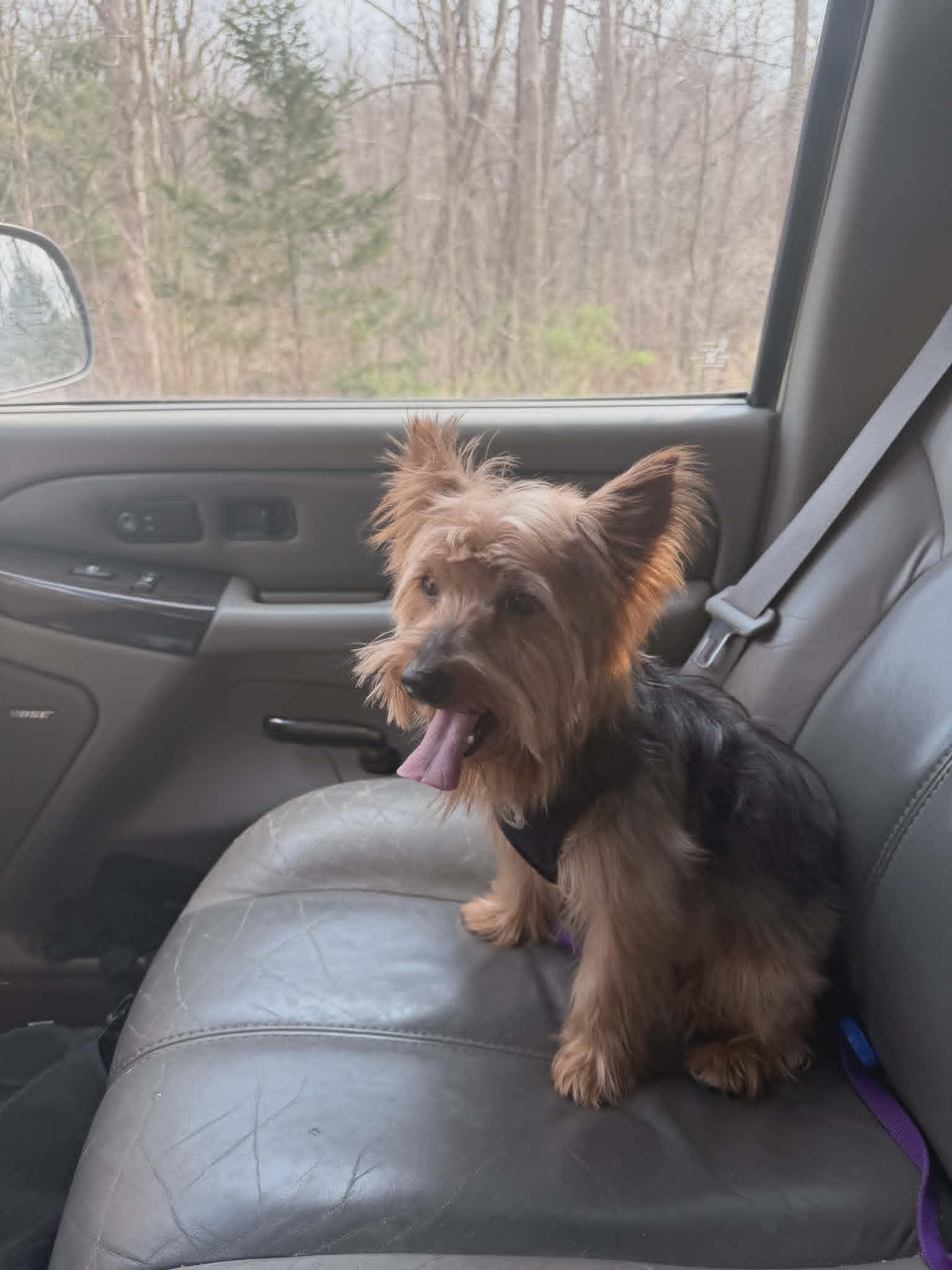 Milo, a ADOPTABLE Yorkshire Terrier in Vernon, CT image 4/6