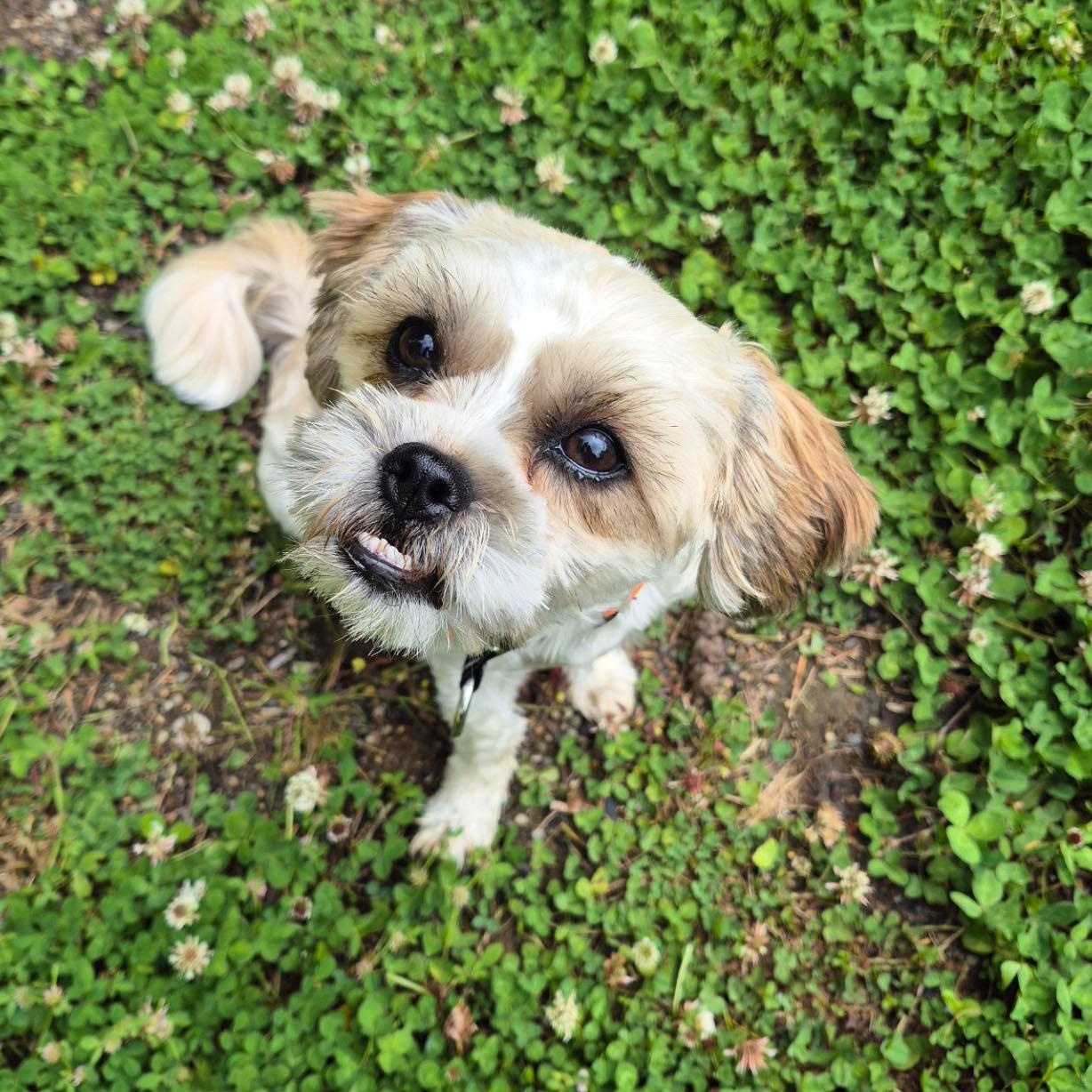 Kevin, ADOPTABLE, Puppy Male Shih Tzu & Yorkshire Terrier.