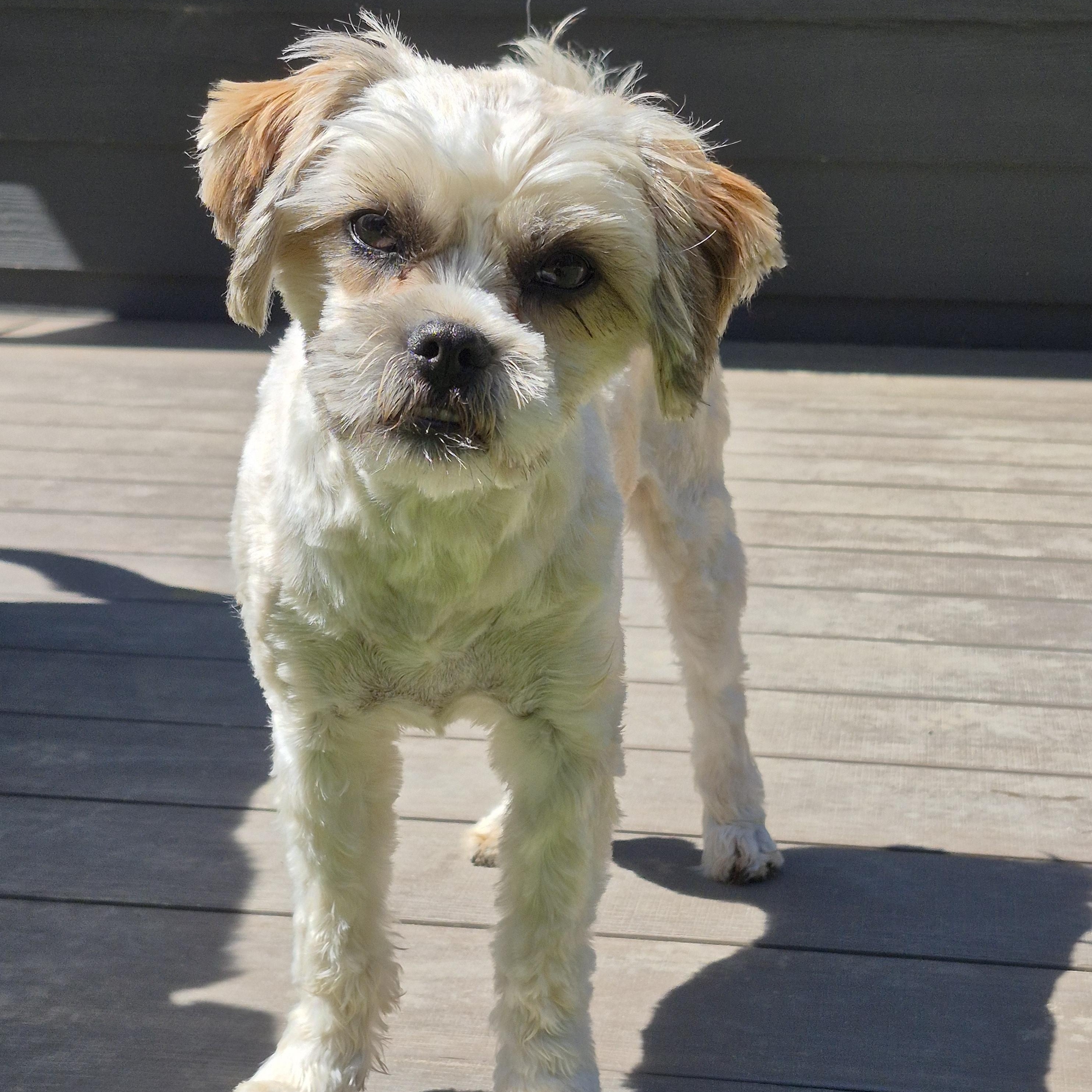 Kevin, a ADOPTABLE mixed breed in Florence, OR image 3/6