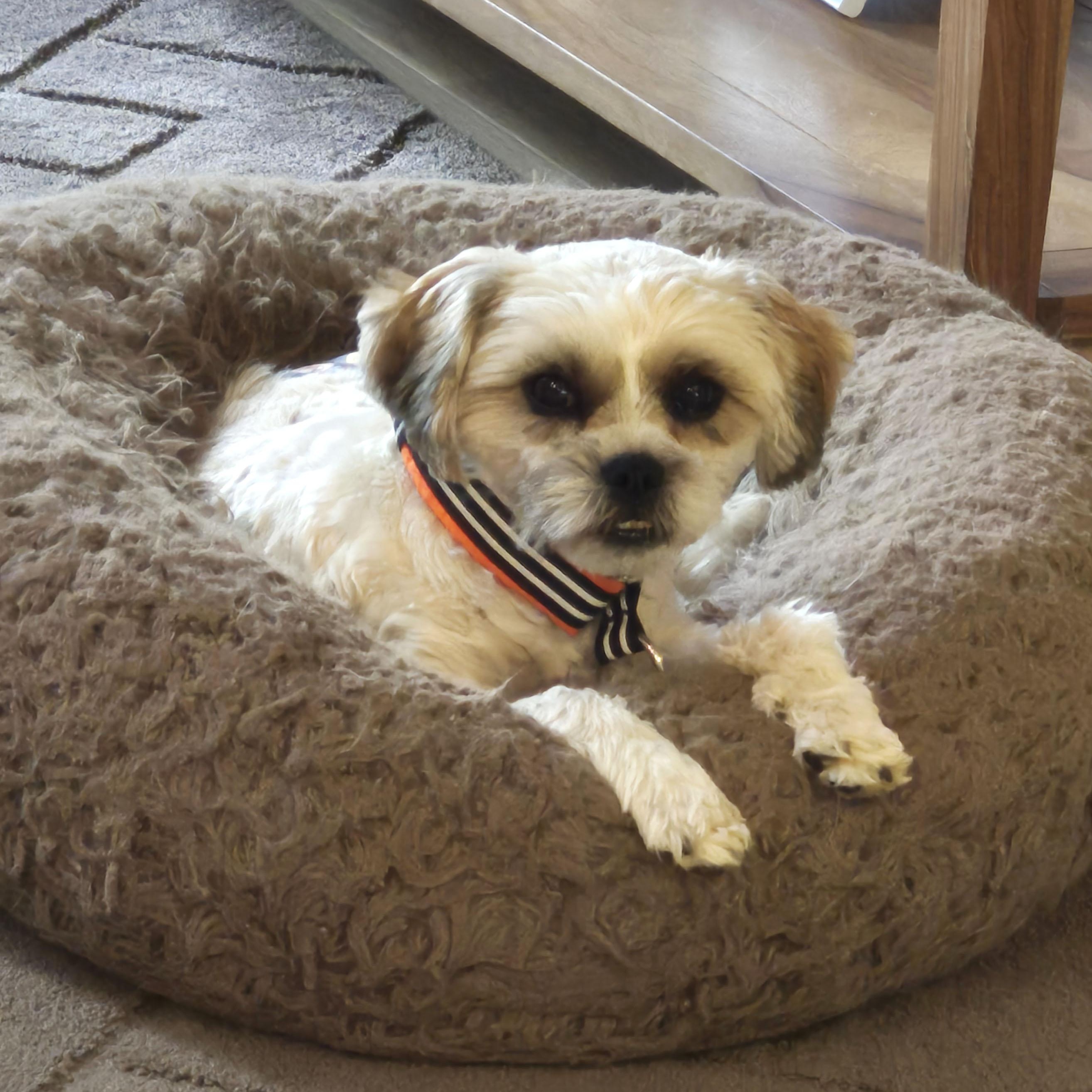 Kevin, a ADOPTABLE mixed breed in Florence, OR image 5/6