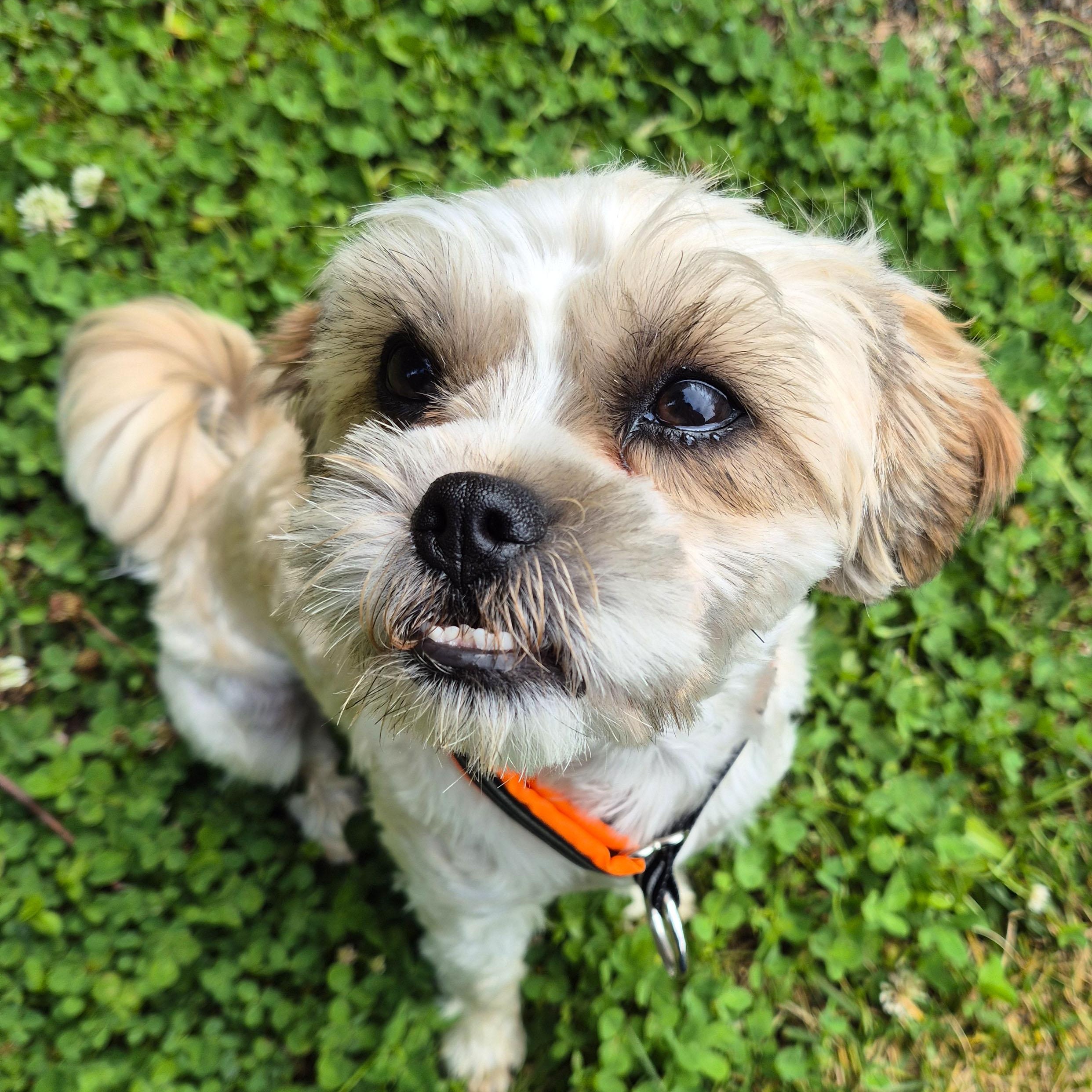 Kevin, a ADOPTABLE mixed breed in Florence, OR image 4/6