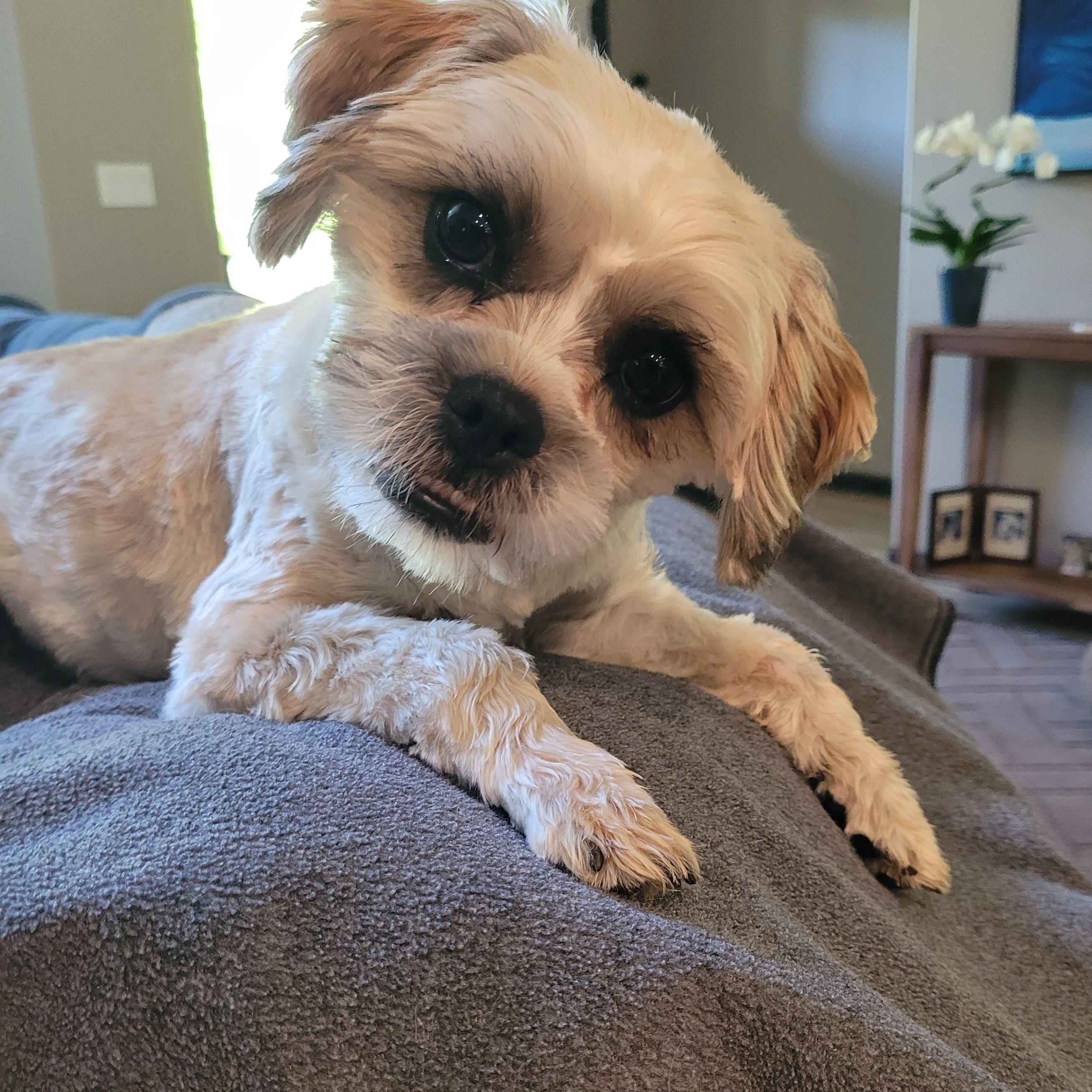 Kevin, a ADOPTABLE mixed breed in Florence, OR image 2/6