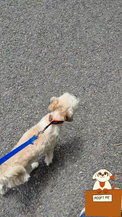Enlarge Kevin, a ADOPTABLE mixed breed in Florence, OR video 6/6
