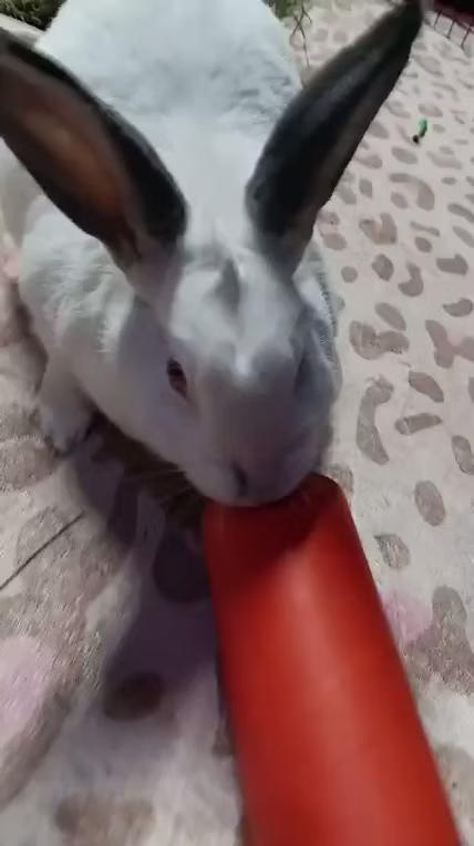 Enlarge Lambie, a Adoptable mixed breed in Utica, NY image 2/3