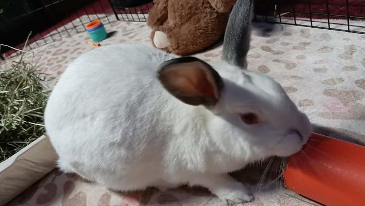 Lambie photo