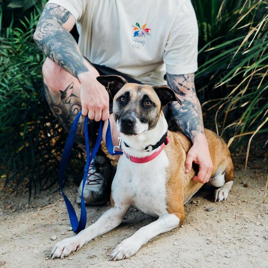Enlarge SKY - Courtesy Post, a Adoptable mixed breed in Los Angeles, CA image 1/5