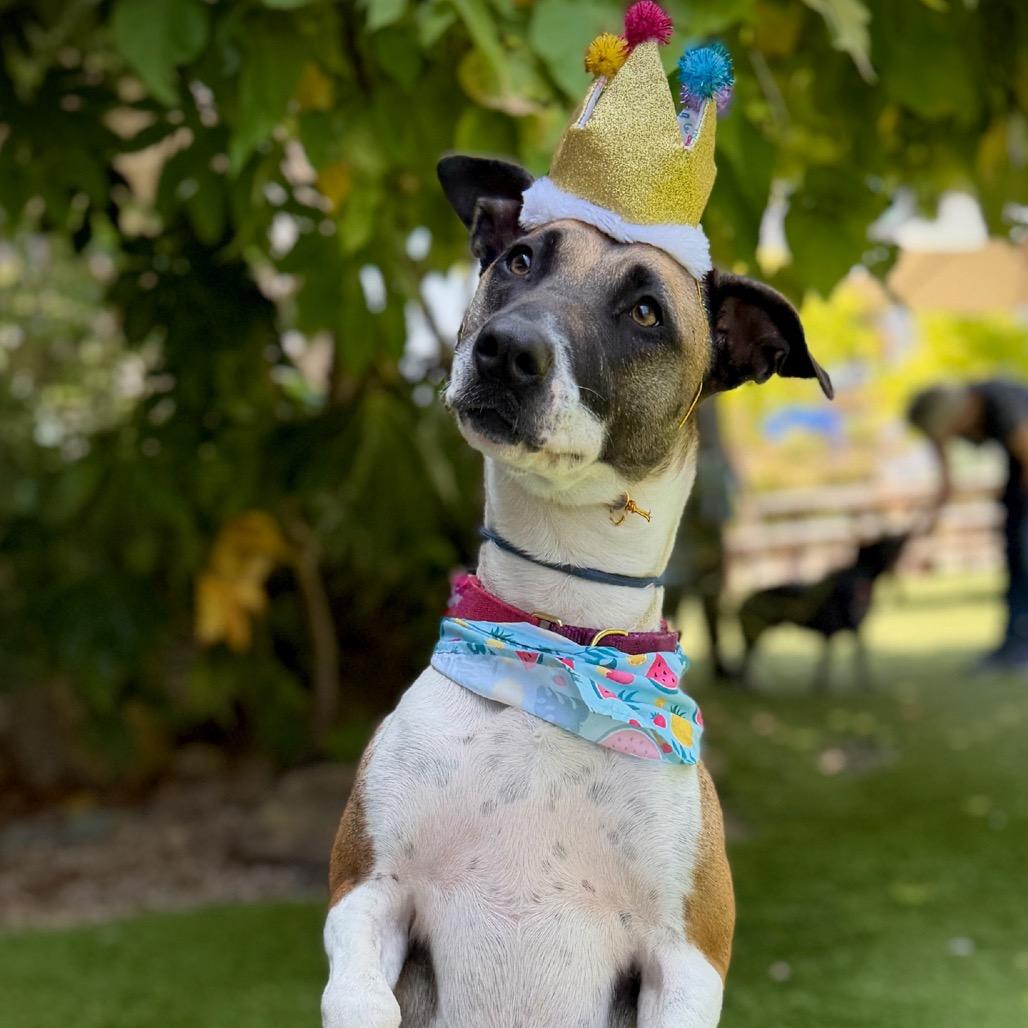 SKY - Courtesy Post, a Adoptable mixed breed in Los Angeles, CA image 2/6
