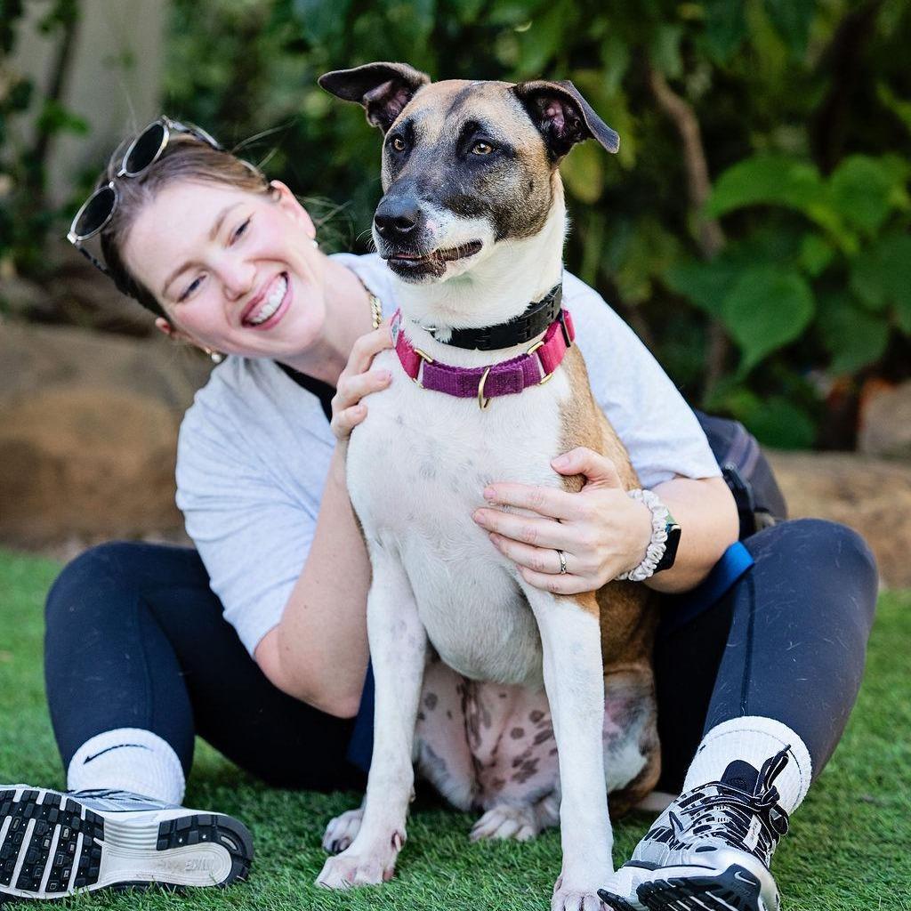 Enlarge SKY - Courtesy Post, a Adoptable mixed breed in Los Angeles, CA image 2/5