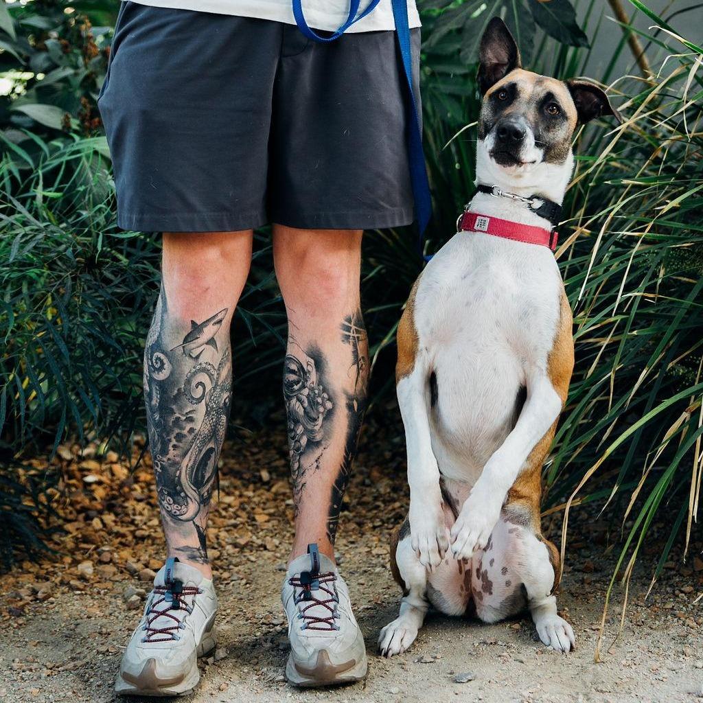 Enlarge SKY - Courtesy Post, a Adoptable mixed breed in Los Angeles, CA image 3/5