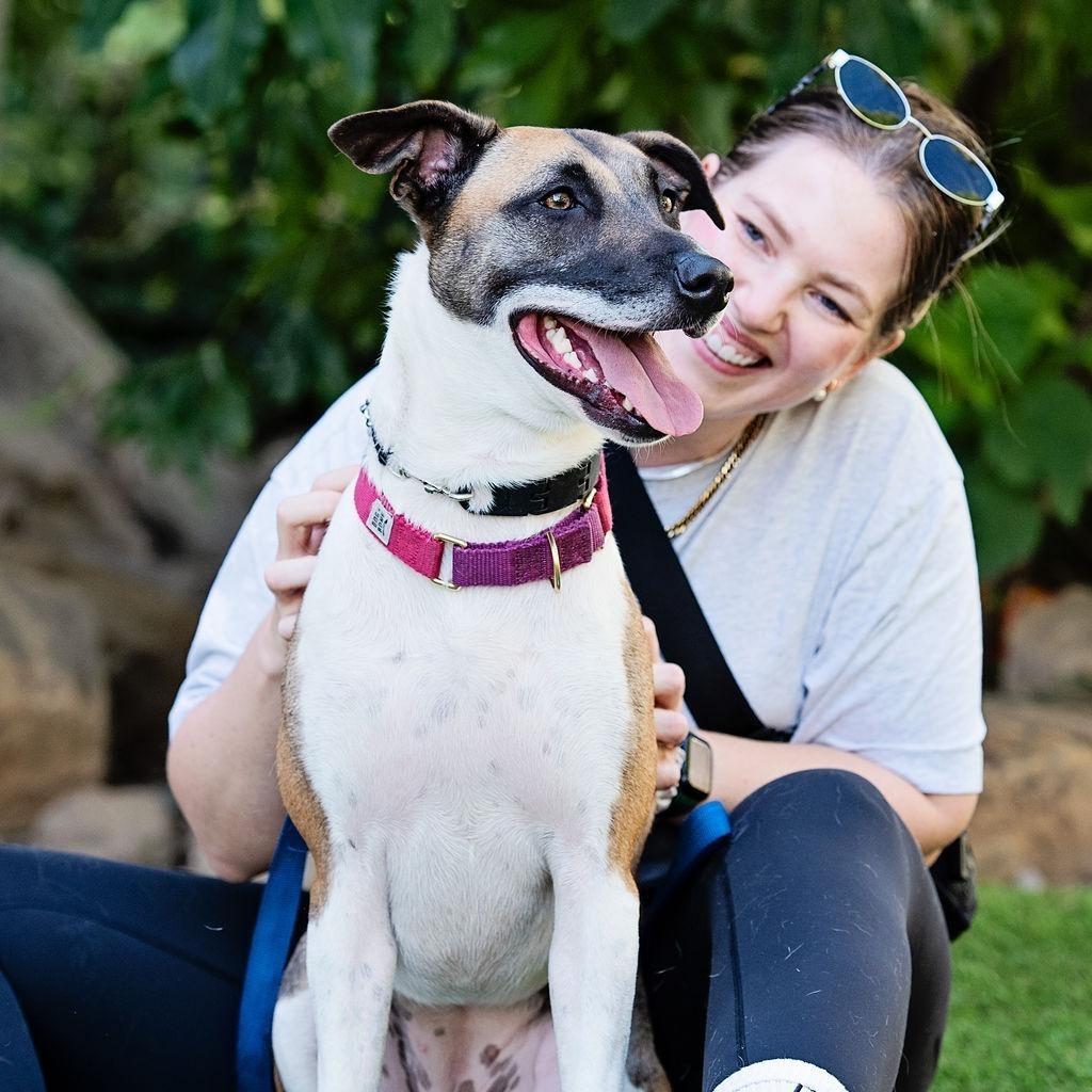 Enlarge SKY - Courtesy Post, a Adoptable mixed breed in Los Angeles, CA image 4/5