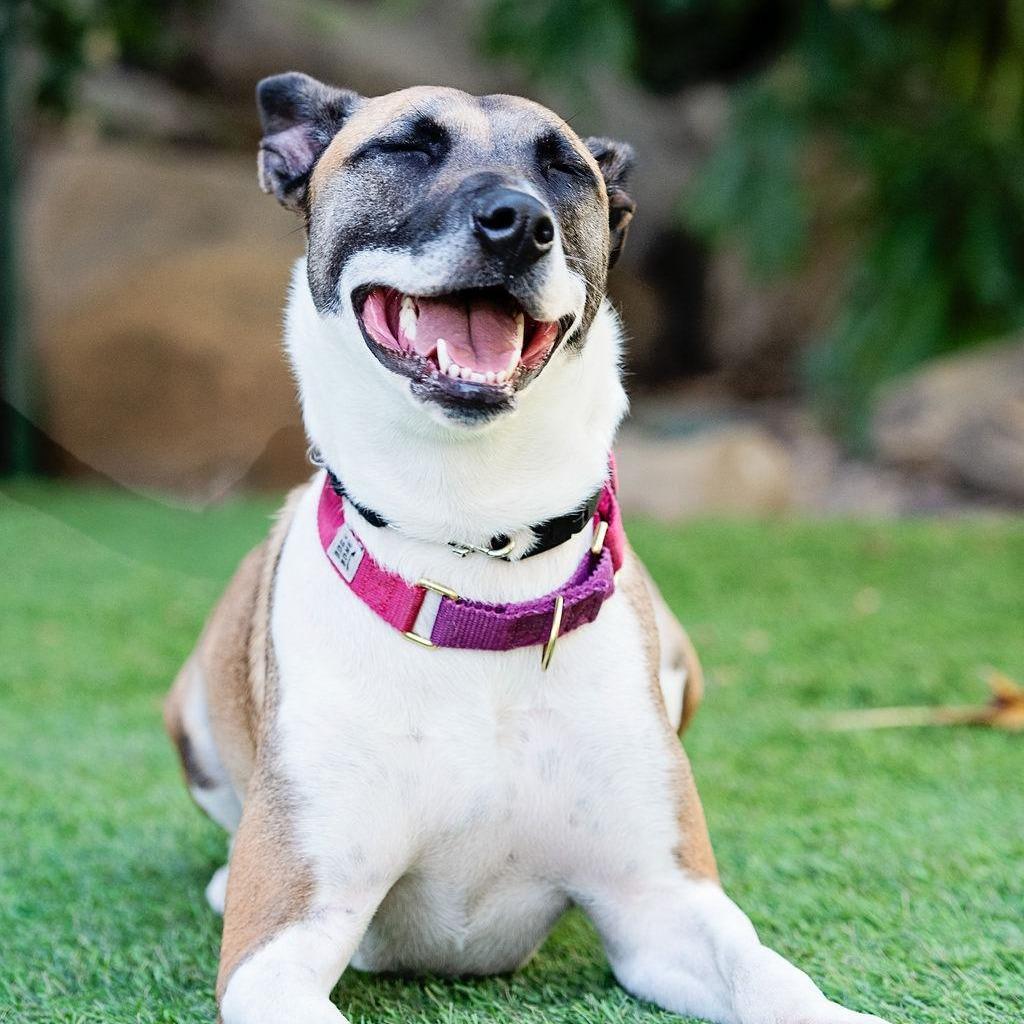 Enlarge SKY - Courtesy Post, a Adoptable mixed breed in Los Angeles, CA image 5/5