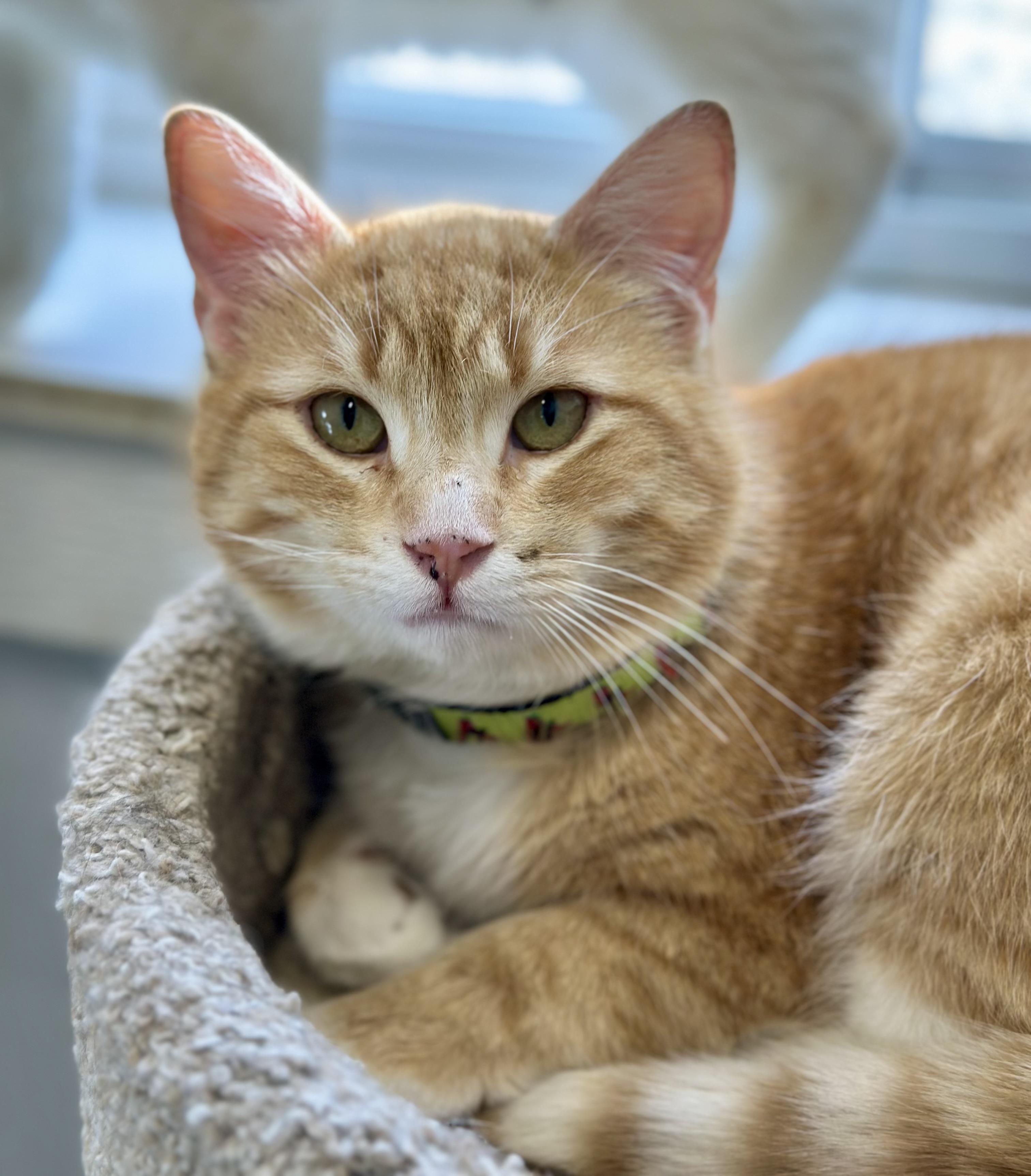 Pinto, adopted, Adult Male Domestic Short Hair.