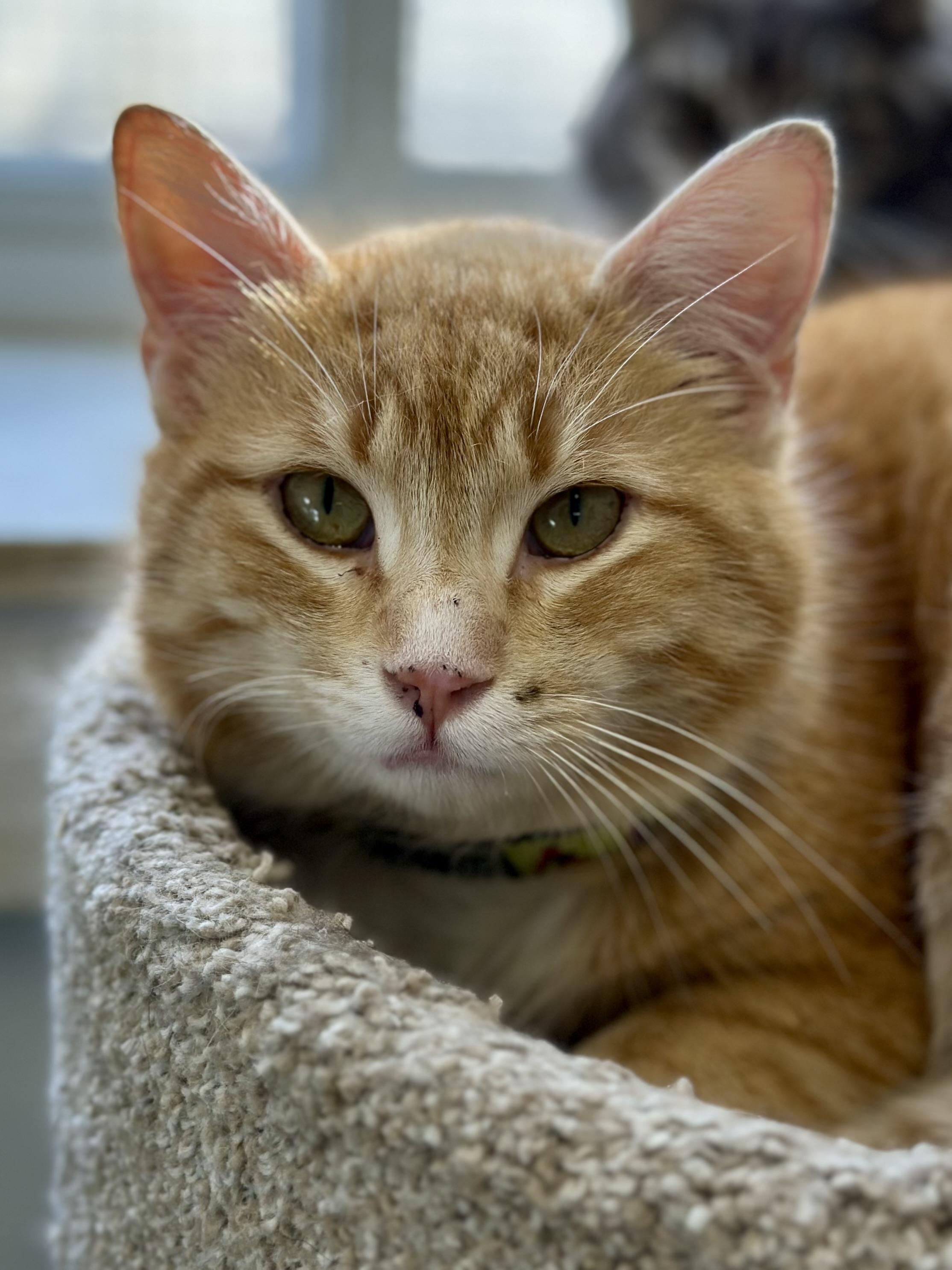Enlarge Pinto, an adopted Domestic Short Hair in Faribault, MN image 2/2