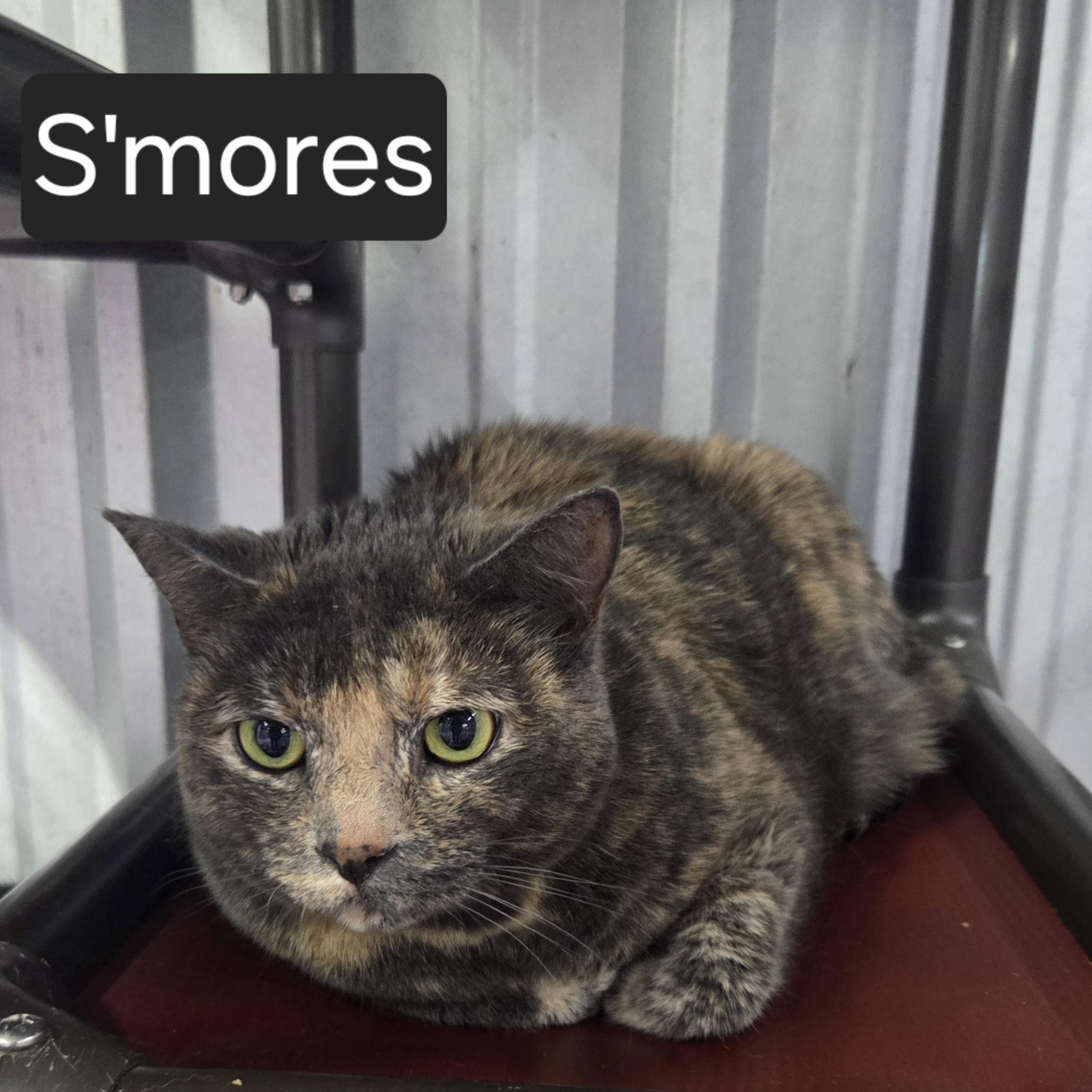 S'mores, adopted, Adult Female Domestic Short Hair.