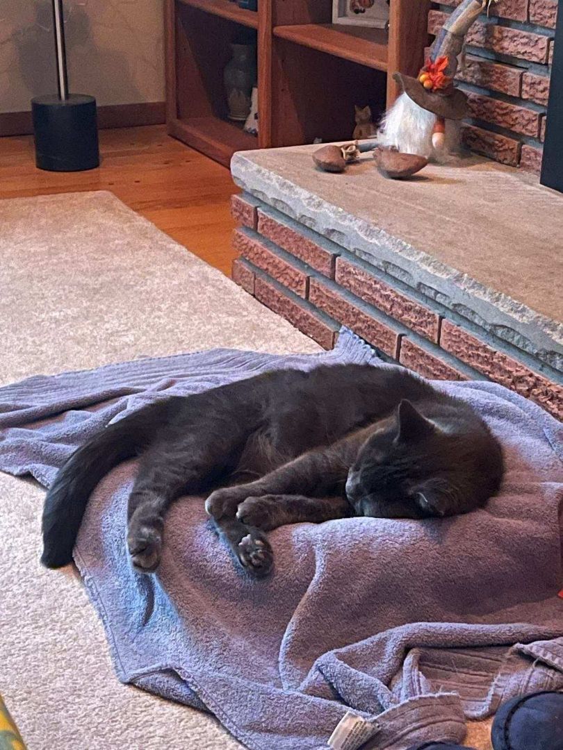 Buddy and Artemis , a Adoptable Domestic Short Hair in Grand Island, NY image 1/6