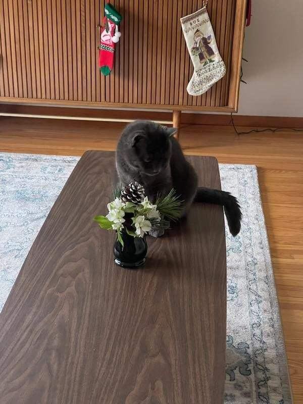 Buddy and Artemis , a Adoptable Domestic Short Hair in Grand Island, NY image 2/6