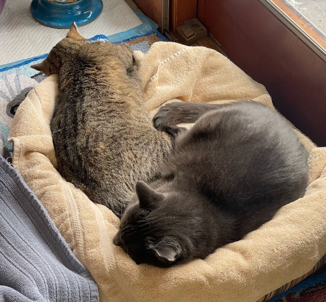 Buddy and Artemis , a Adoptable Domestic Short Hair in Grand Island, NY image 3/6