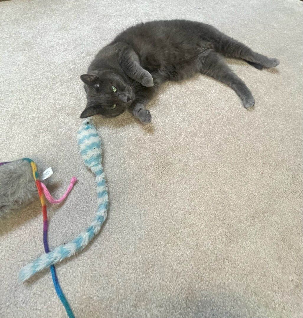 Buddy and Artemis , a Adoptable Domestic Short Hair in Grand Island, NY image 4/6