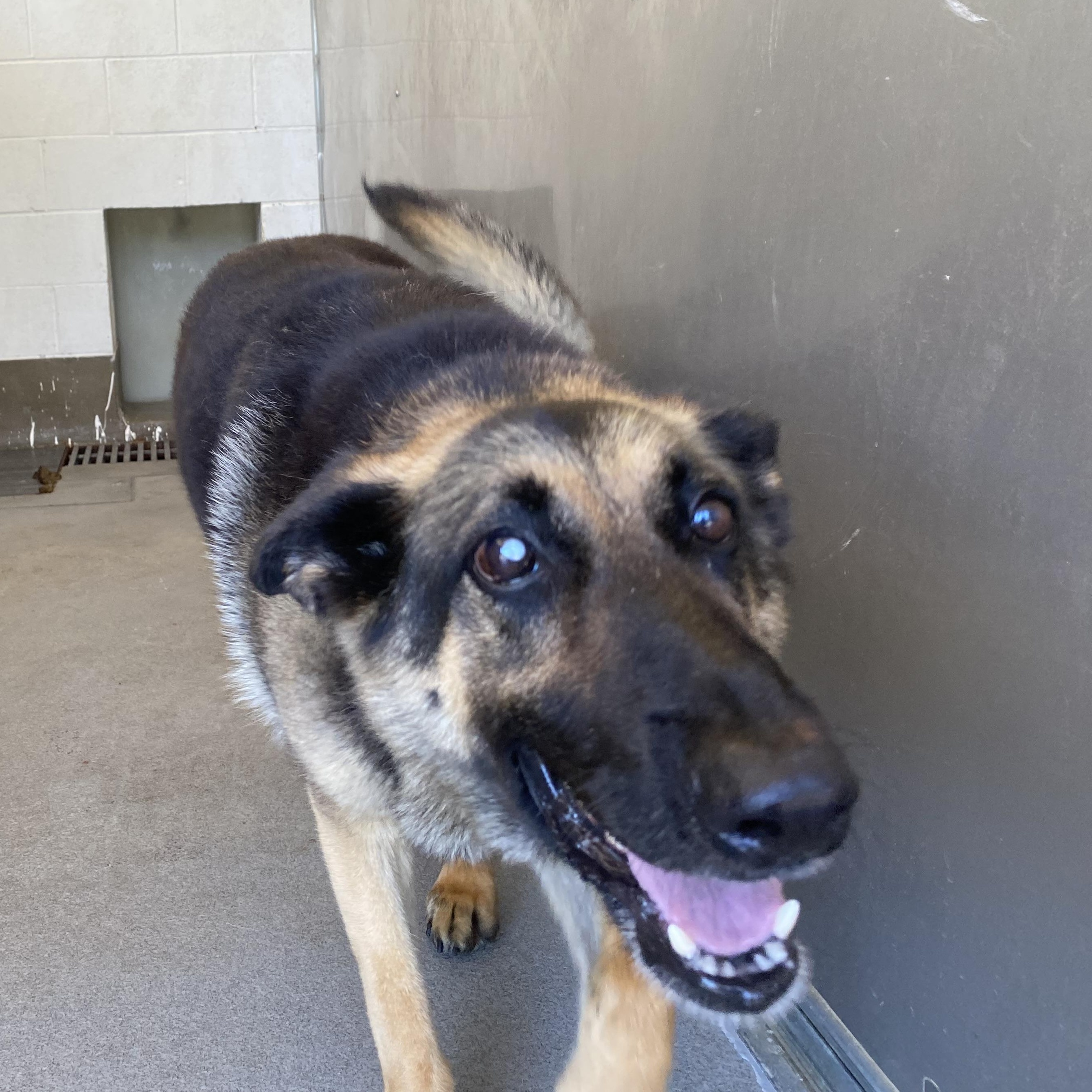 Cambria, adopted, Adult Female German Shepherd Dog.