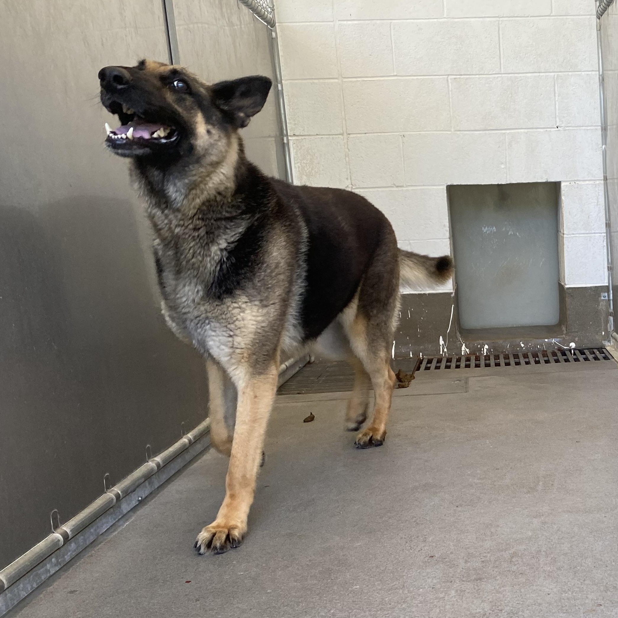 Cambria, an adopted German Shepherd Dog in King George, VA image 4/5