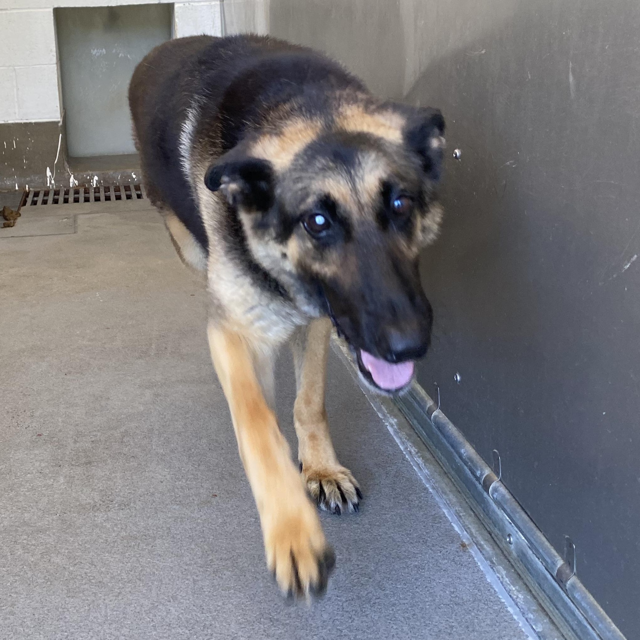 Cambria, an adopted German Shepherd Dog in King George, VA image 5/5