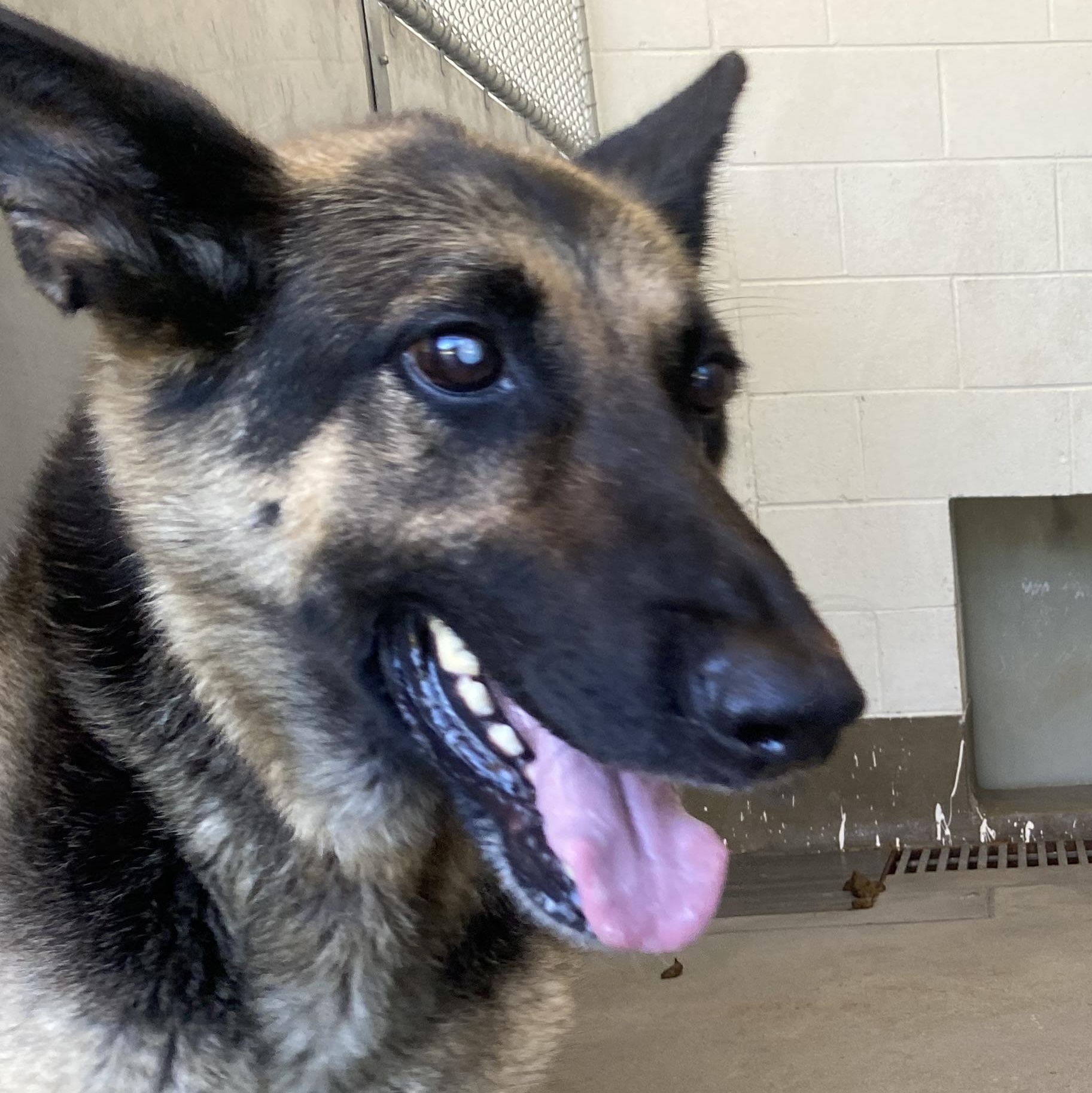 Cambria, an adopted German Shepherd Dog in King George, VA image 3/5