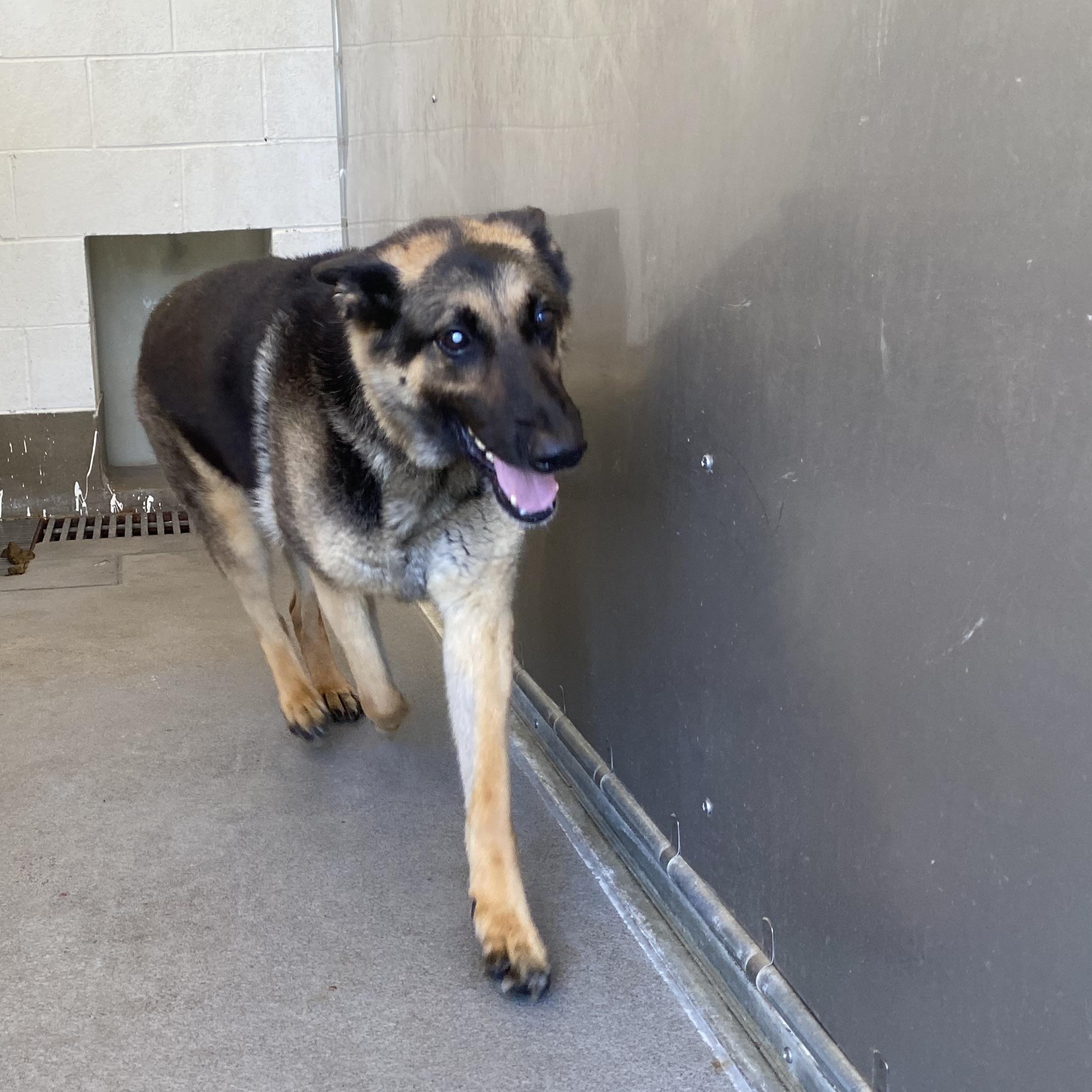 Cambria, an adopted German Shepherd Dog in King George, VA image 2/5