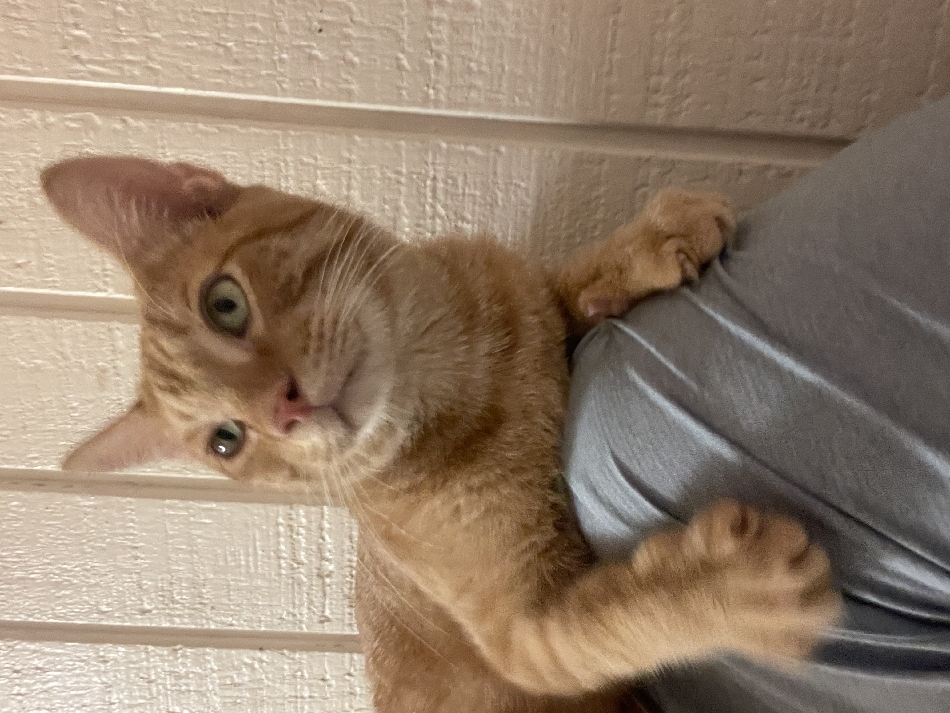 Cat for adoption Esika, a Domestic Short Hair in Fort Worth, TX