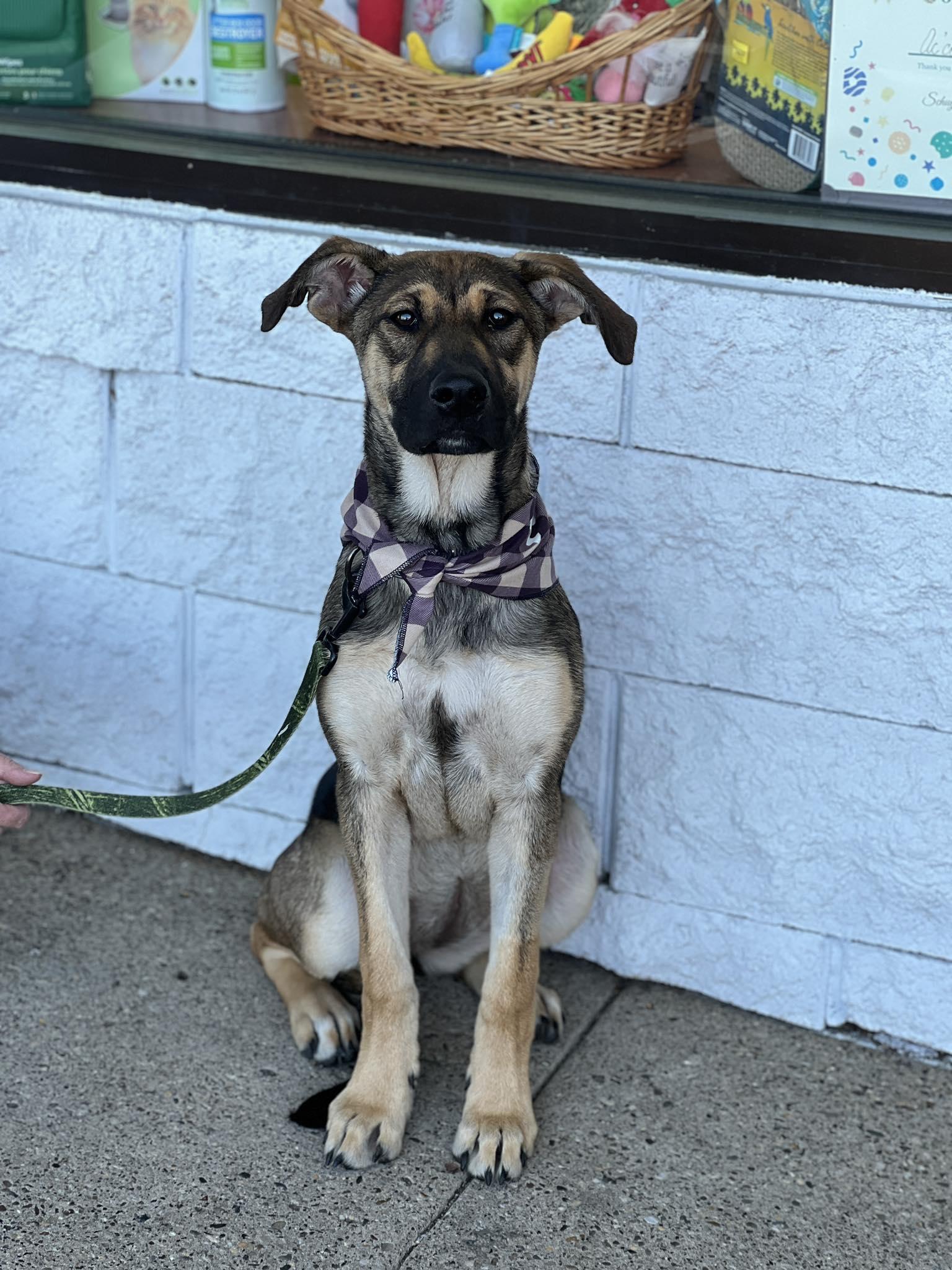 Daisy, ADOPTABLE, Puppy Female German Shepherd Dog.