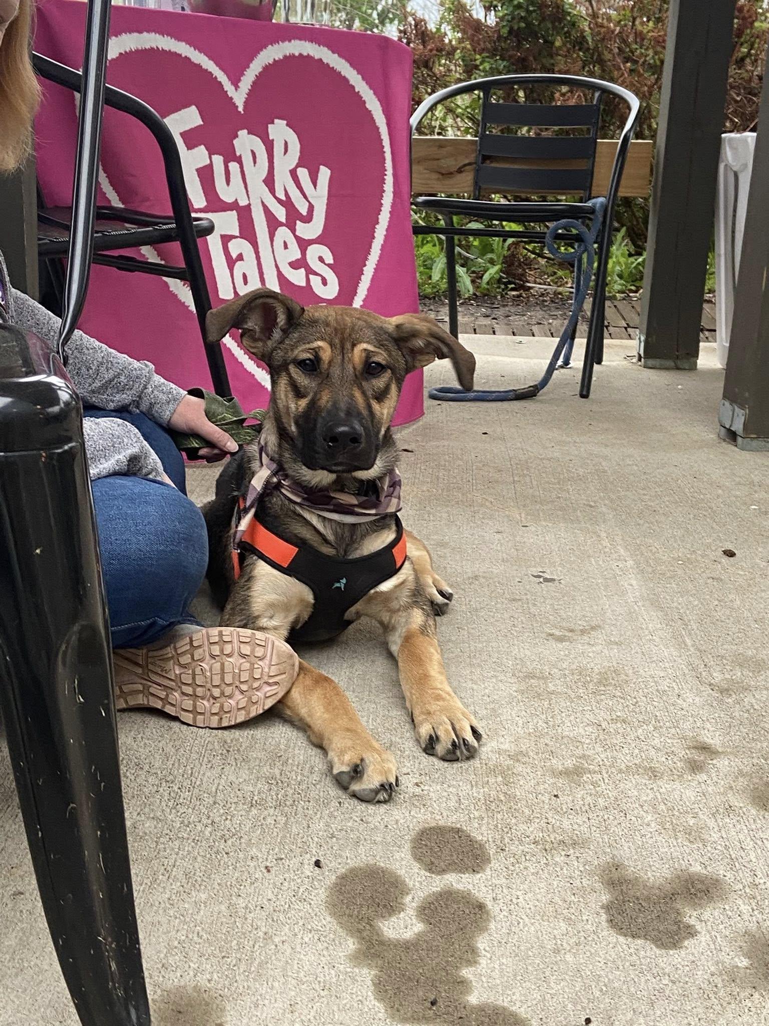 Daisy, adopted, Puppy Female German Shepherd Dog.