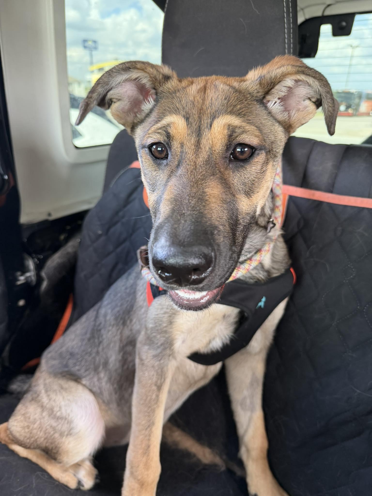Enlarge Daisy, a ADOPTABLE German Shepherd Dog in Blue Bell, PA image 3/6