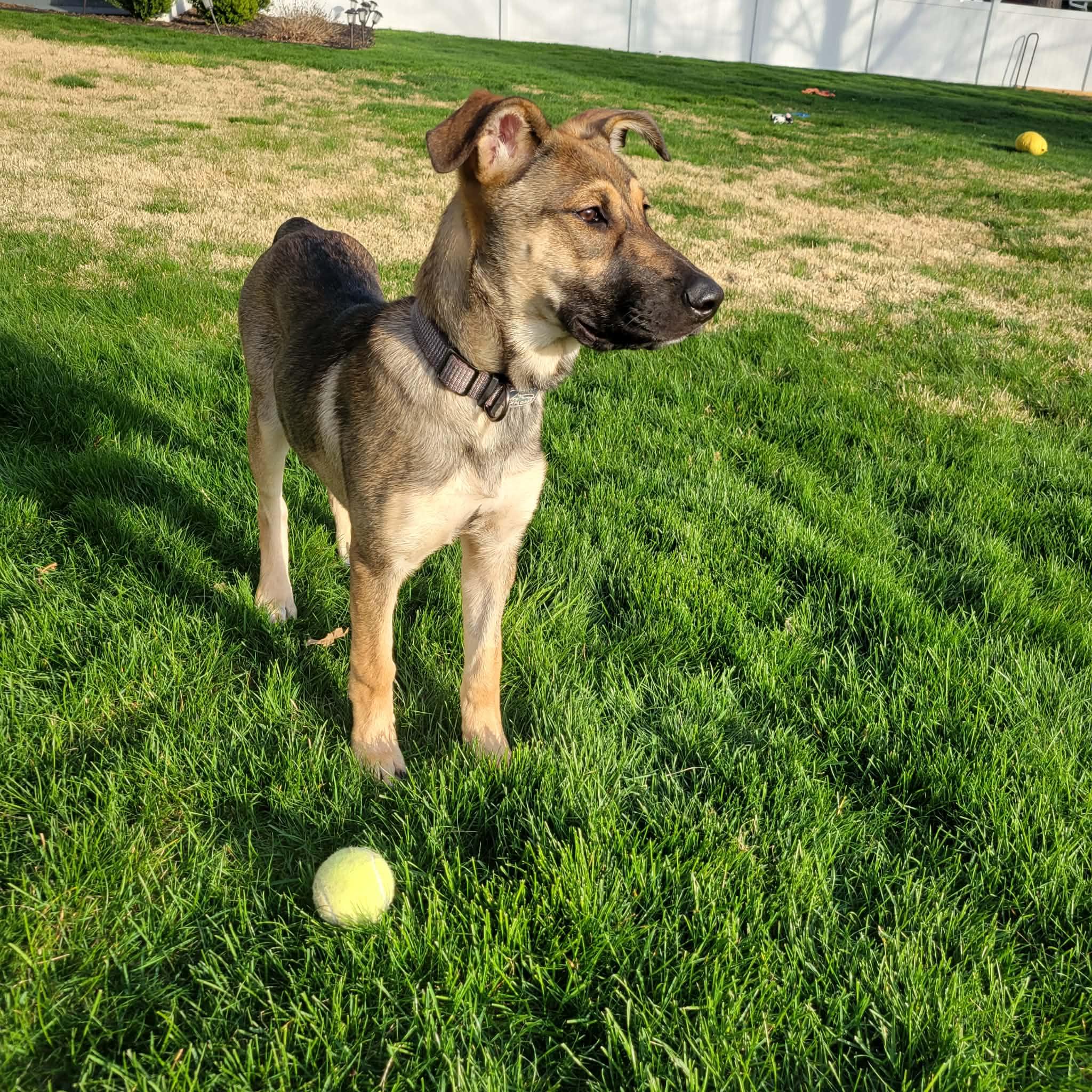 Enlarge Daisy, a ADOPTABLE German Shepherd Dog in Blue Bell, PA image 2/6