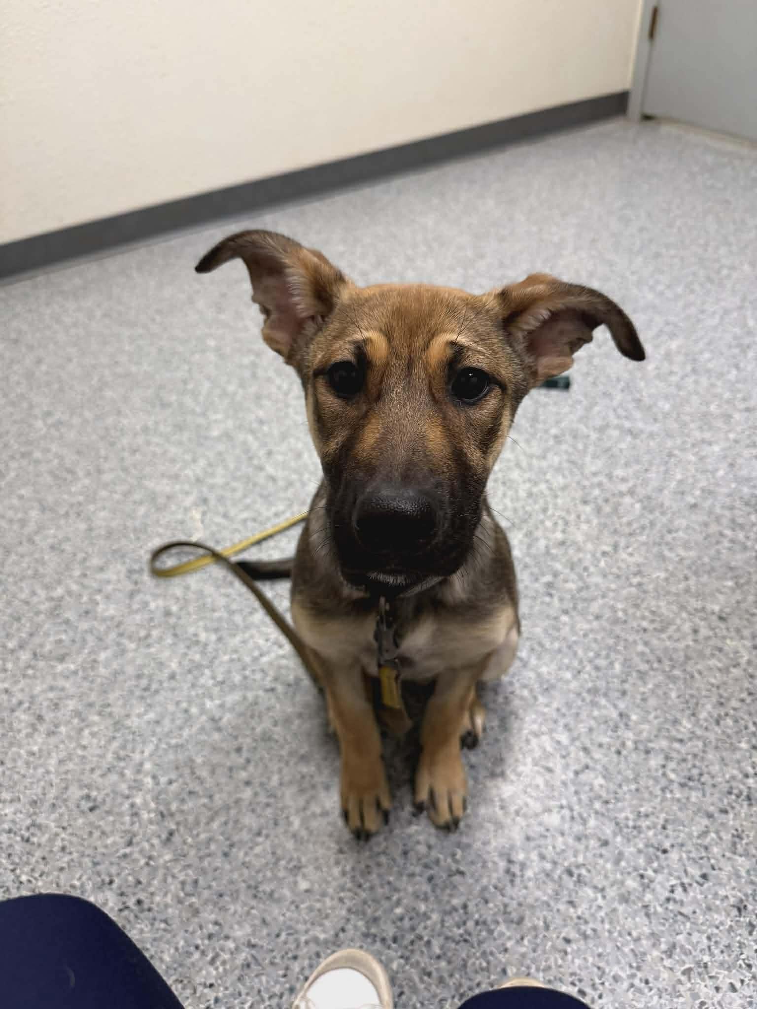 Enlarge Daisy, a ADOPTABLE German Shepherd Dog in Blue Bell, PA image 4/6