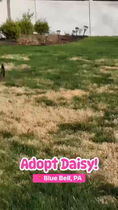 Enlarge Daisy, an adopted German Shepherd Dog in Blue Bell, PA video 3/6