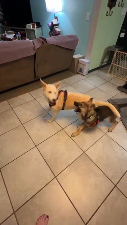 Enlarge Daisy, a ADOPTABLE German Shepherd Dog in Blue Bell, PA video 5/6