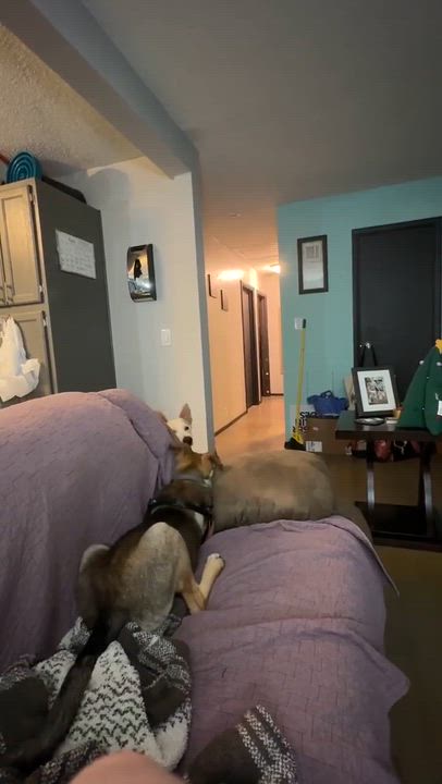 Enlarge Daisy, a ADOPTABLE German Shepherd Dog in Blue Bell, PA video 6/6