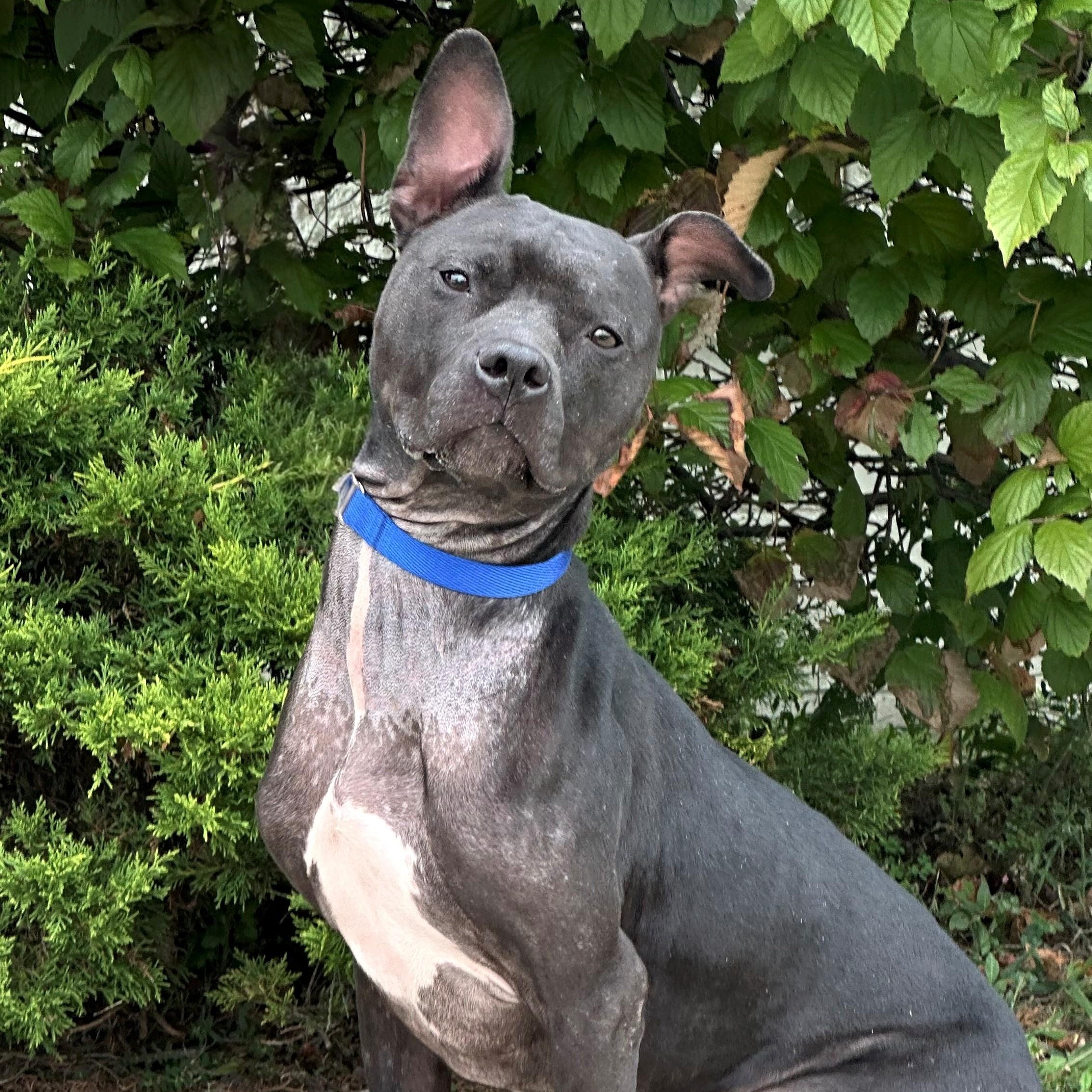 Reese, Adoptable, Young Male Pit Bull Terrier.