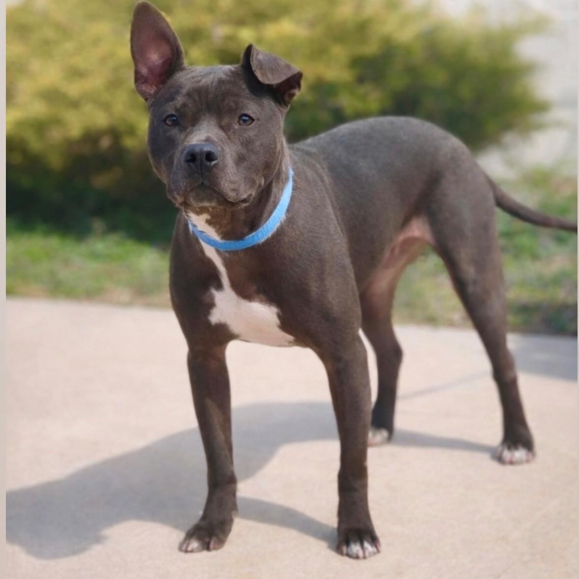 Reese, Adoptable, Young Male Pit Bull Terrier.