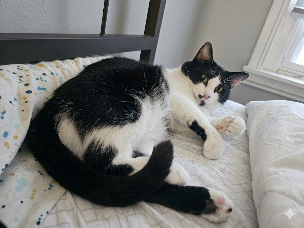 Enlarge Loki, a ADOPTABLE Domestic Short Hair in Westville, NJ image 1/4