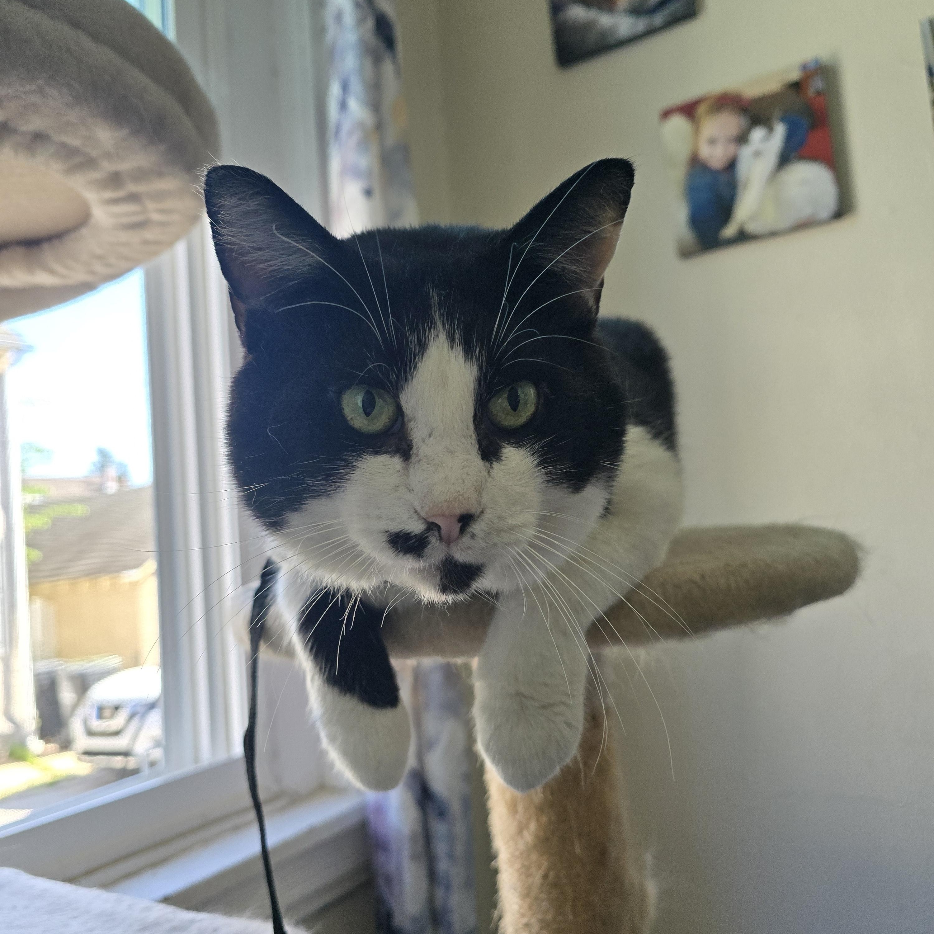 Loki, ADOPTABLE, Adult Male Domestic Short Hair.