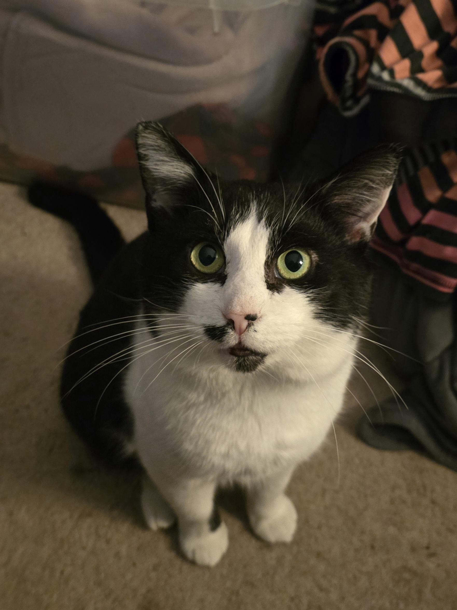 Enlarge Loki, a ADOPTABLE Domestic Short Hair in Westville, NJ image 2/3