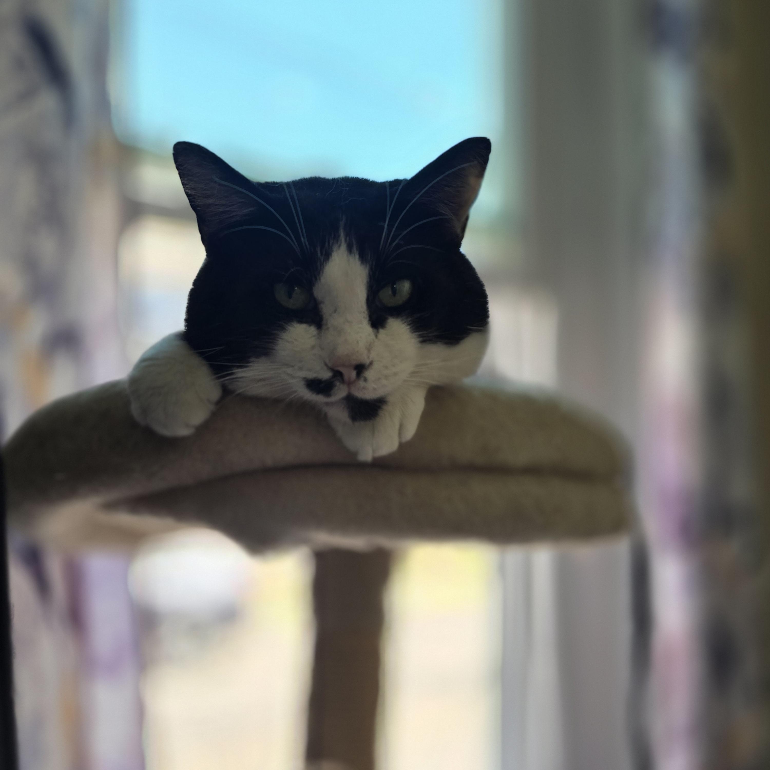 Loki, a ADOPTABLE Domestic Short Hair in Westville, NJ image 6/6