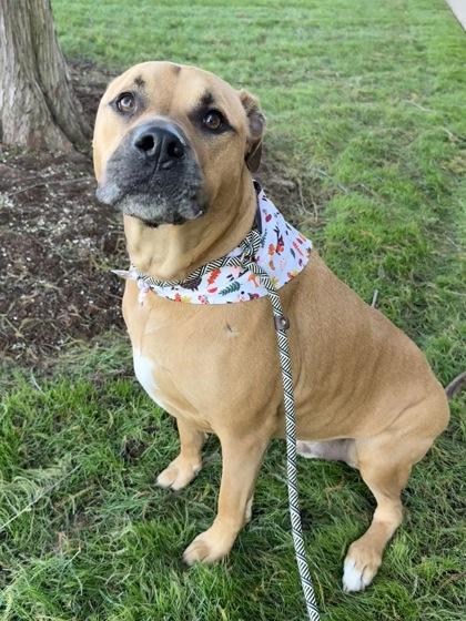 Maverick 37661, a Adoptable Mixed Breed in Oklahoma City, OK image 1/3