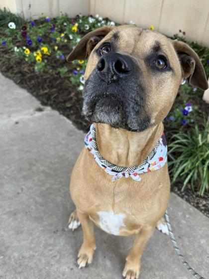 Maverick 37661, a Adoptable Mixed Breed in Oklahoma City, OK image 2/3