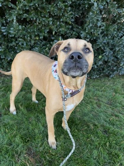 Maverick 37661, a Adoptable Mixed Breed in Oklahoma City, OK image 3/3