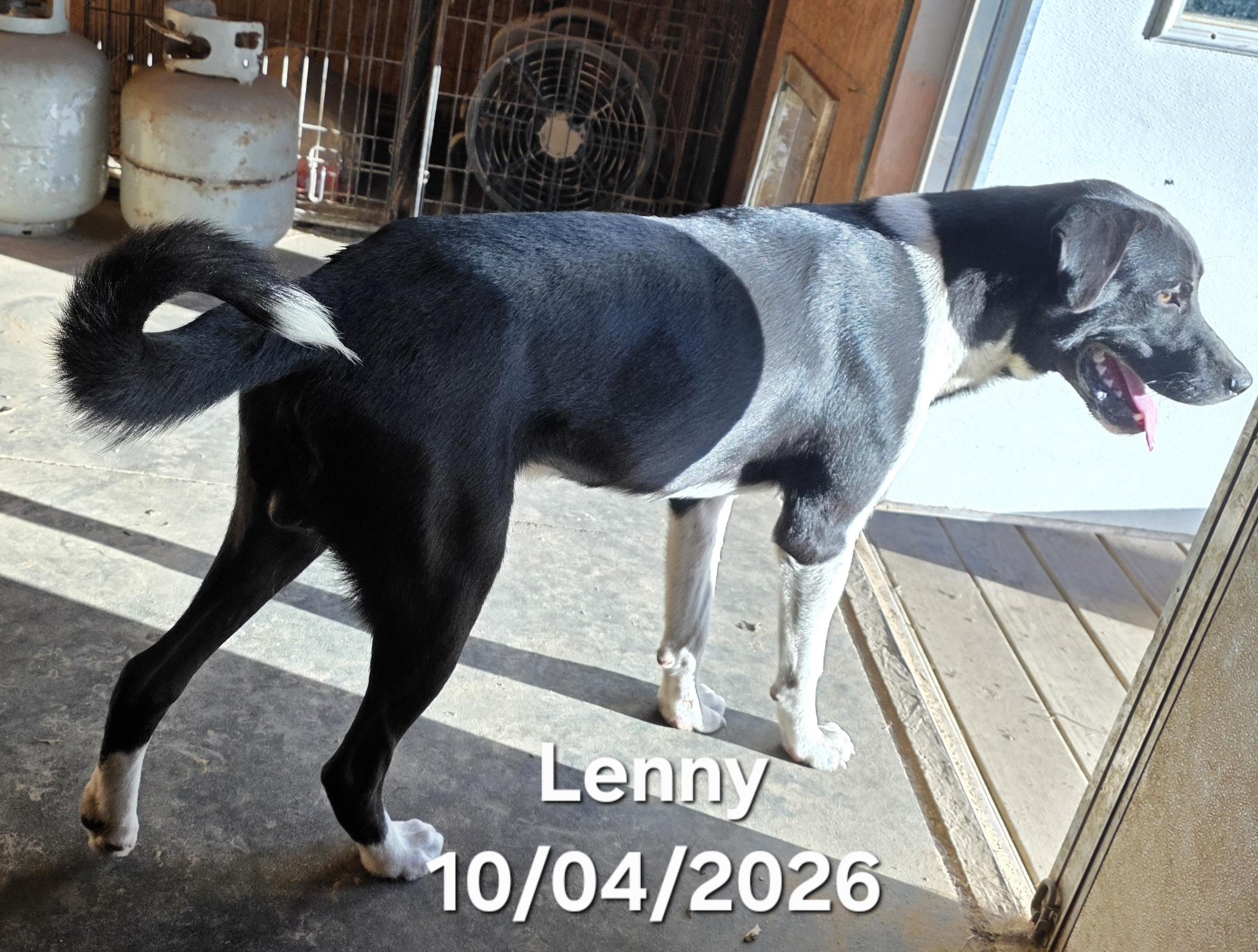 Enlarge Lenny, a Adoptable mixed breed in Warren, RI image 3/5