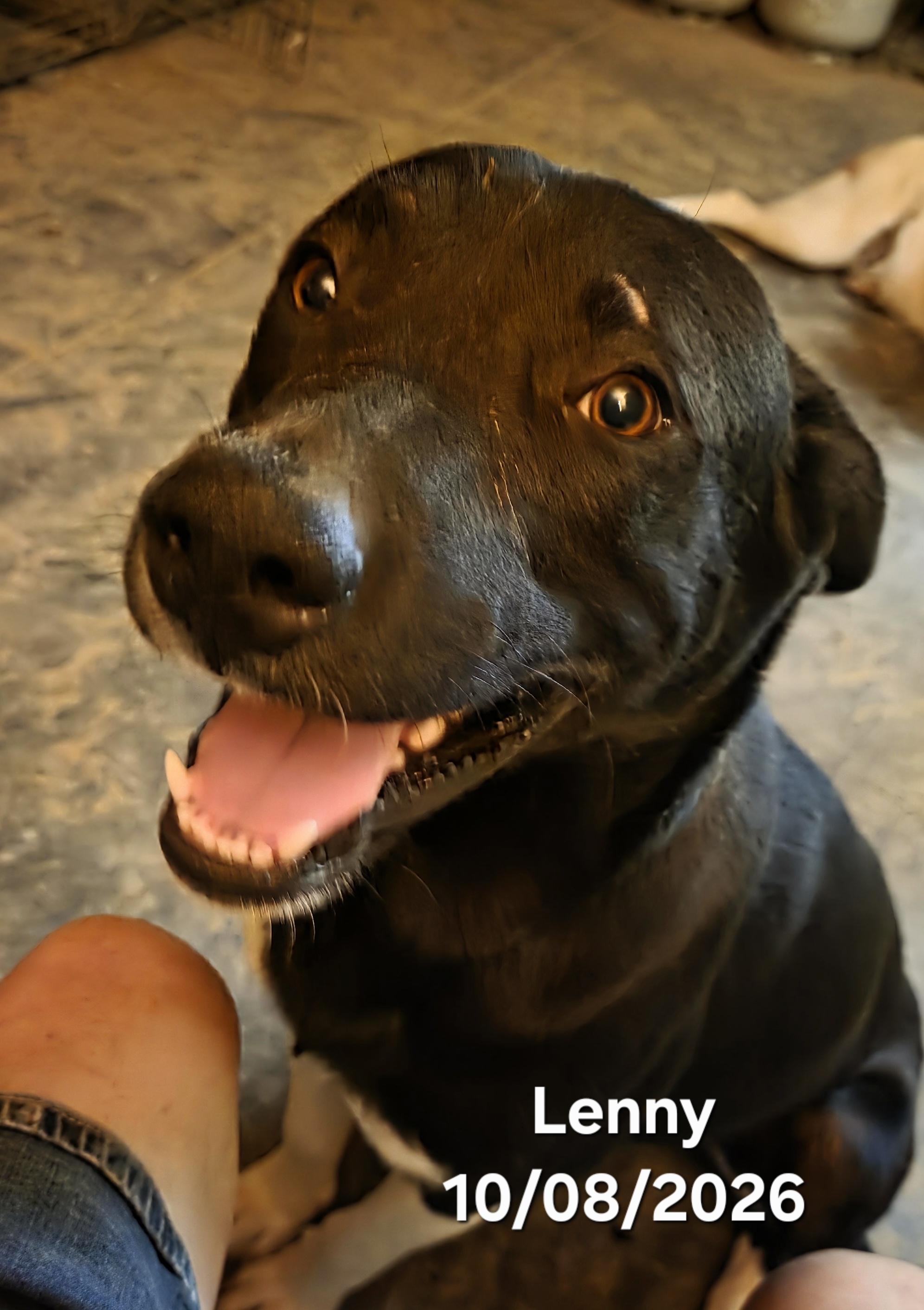 Lenny, Adoptable, Young Male Border Collie & Black Labrador Retriever.