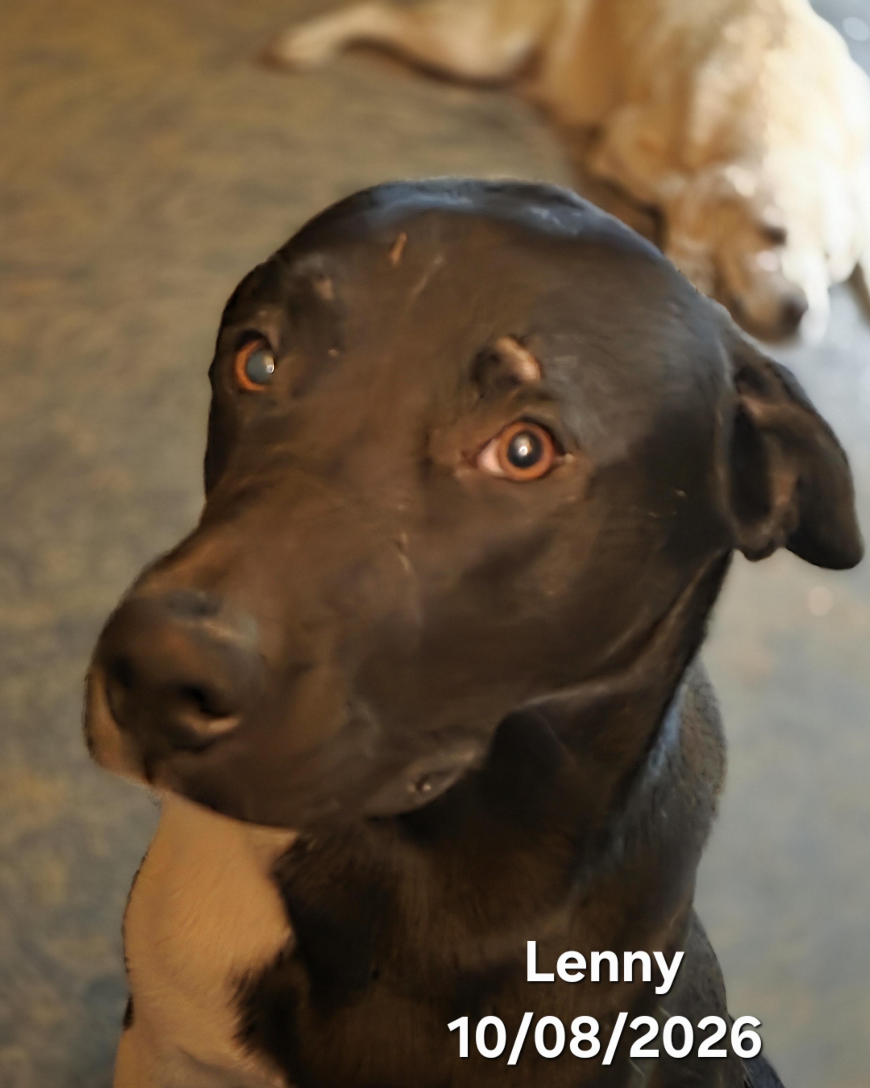 Enlarge Lenny, a Adoptable mixed breed in Warren, RI image 4/5